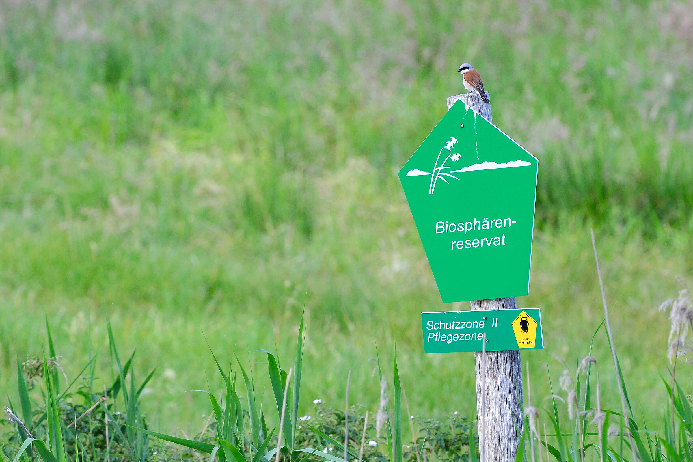 Ein Schild auf dem Biosphärenreservat steht auf einer Wiese. Auf dem Schild sitzt ein Neuntöter.