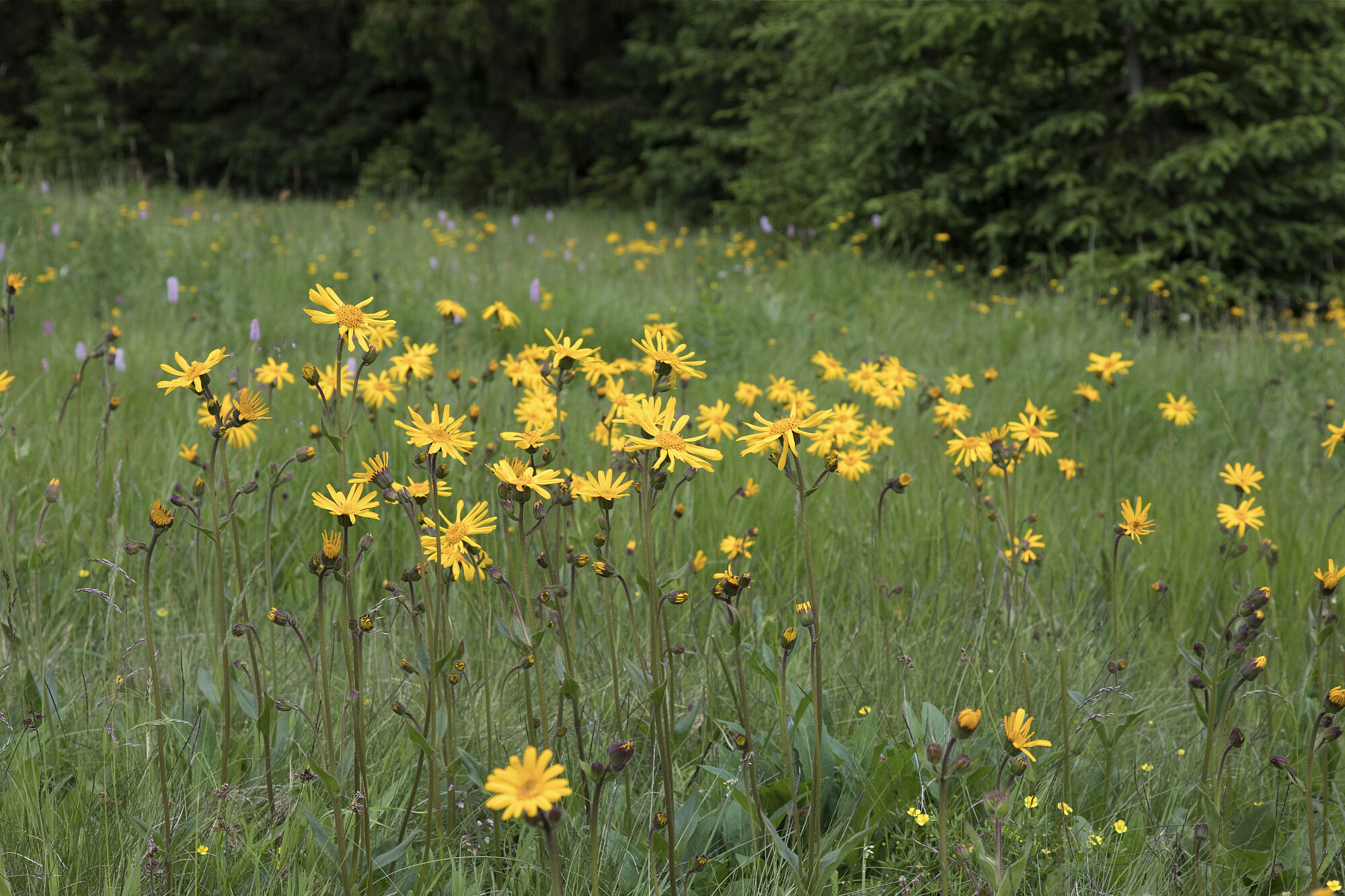 Eine Wiese mit zahlreichen langstängeligen gelben Blumen