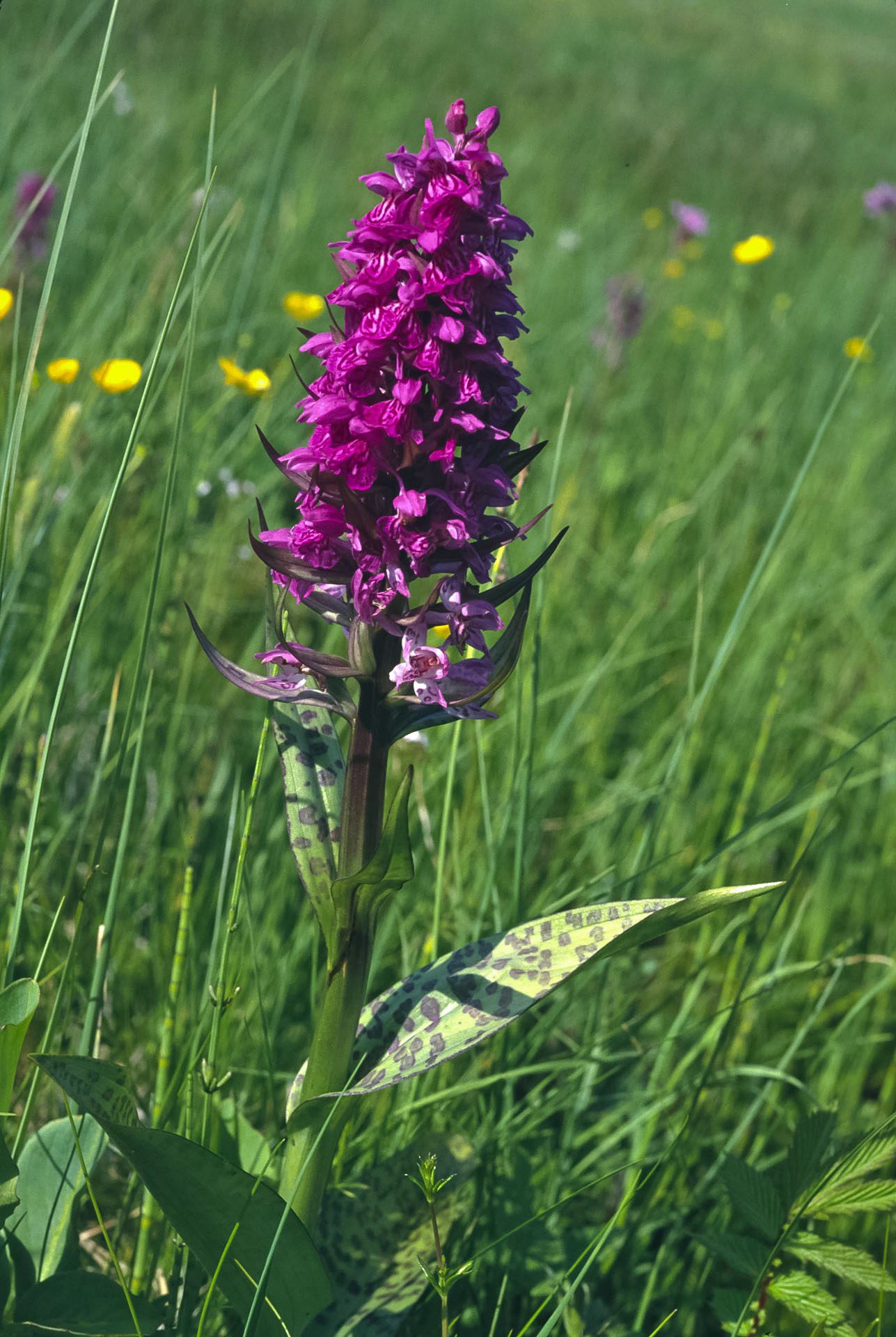 Ein Blütenstand des Breitblättrigen Knabenkrauts: Die Orchidee vermehrt sich über Samen und die Mutterknolle. (Foto: Wolfgang Willner)