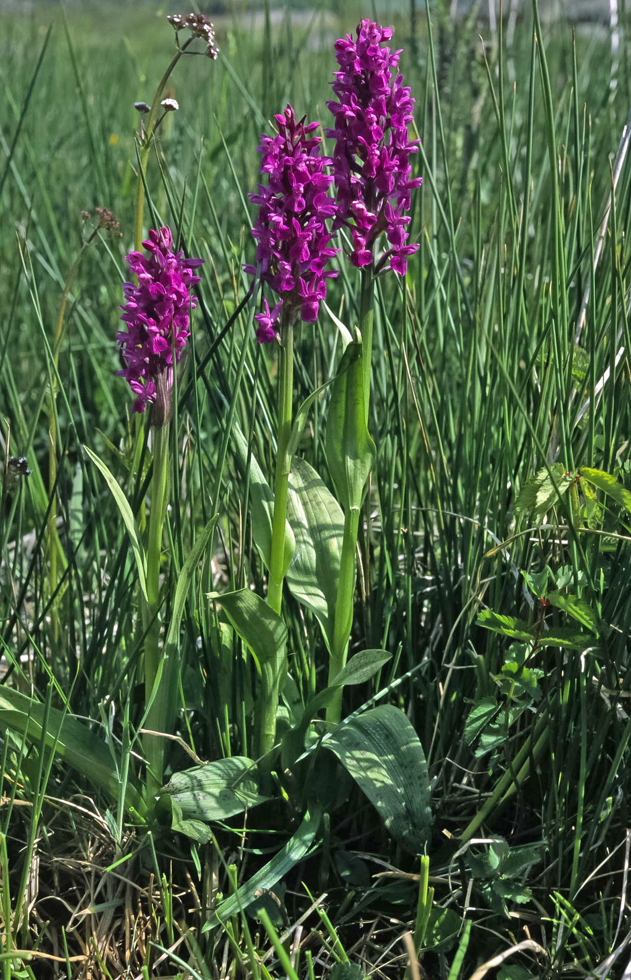 Drei Blütenstände des Breitblättrigen Knabenkrauts: Die Orchidee ist auf Feuchtwiesen angewiesen (Foto: Wolfgang Willner)