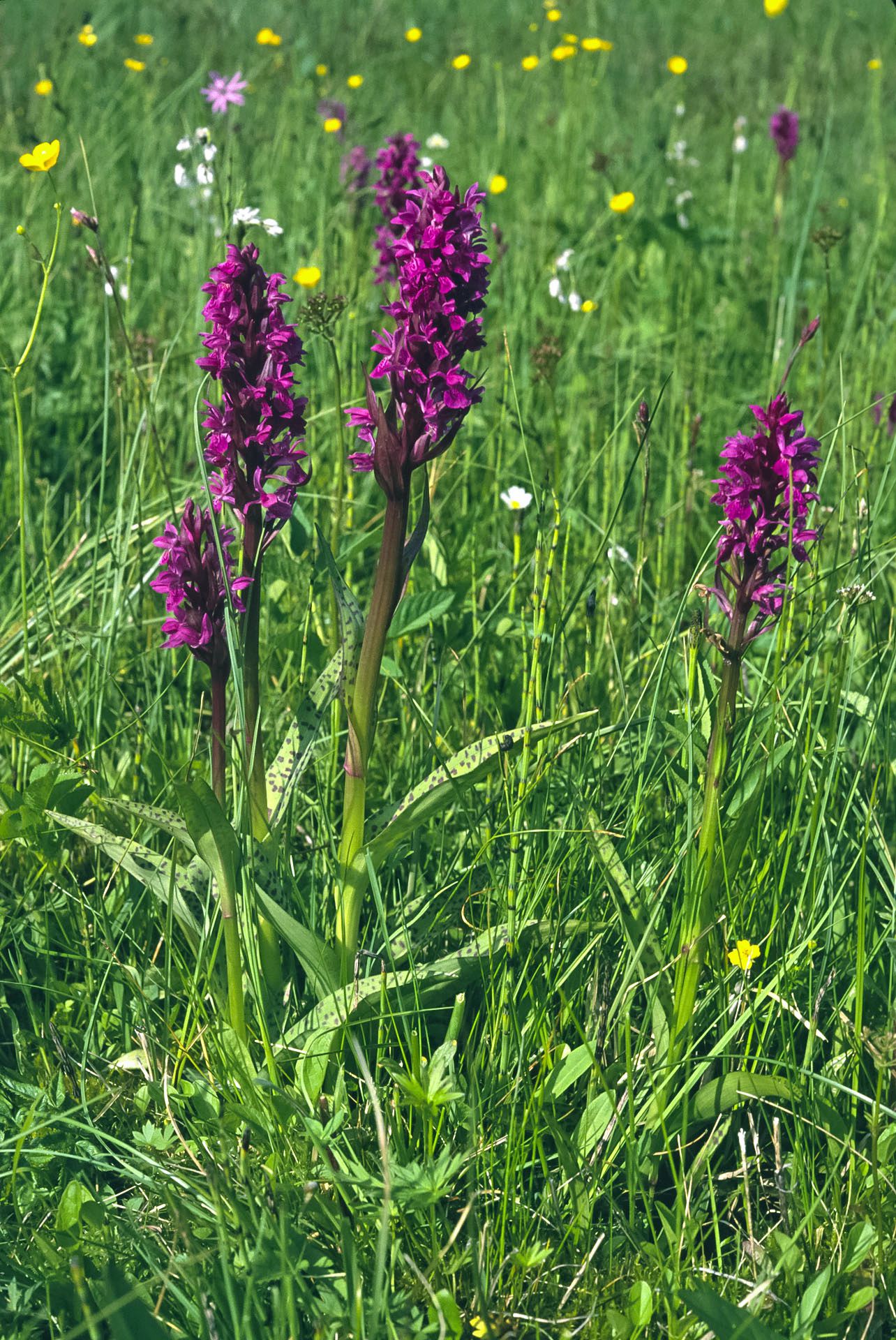 Vier Knabenkraut-Blütenstände: Ein eindeutiger Breitblättriges-Knabenkraut-Steckbrief ist schwierig, denn Form, Farbe und Flecken sind immer wieder anders. (Foto: Wolfgang Willner)