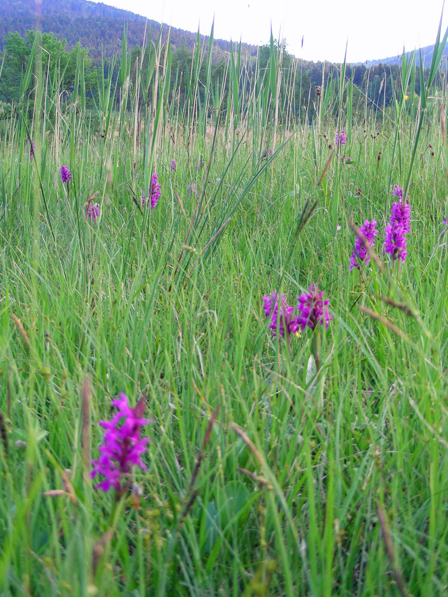 Wiese mit Breiblättrigem Knabenkraut im Voralpenland: Wo Feuchtwiesen wie diese verschwinden, verschwindet auch die seltene Orchidee (Foto: Inge Steidl)