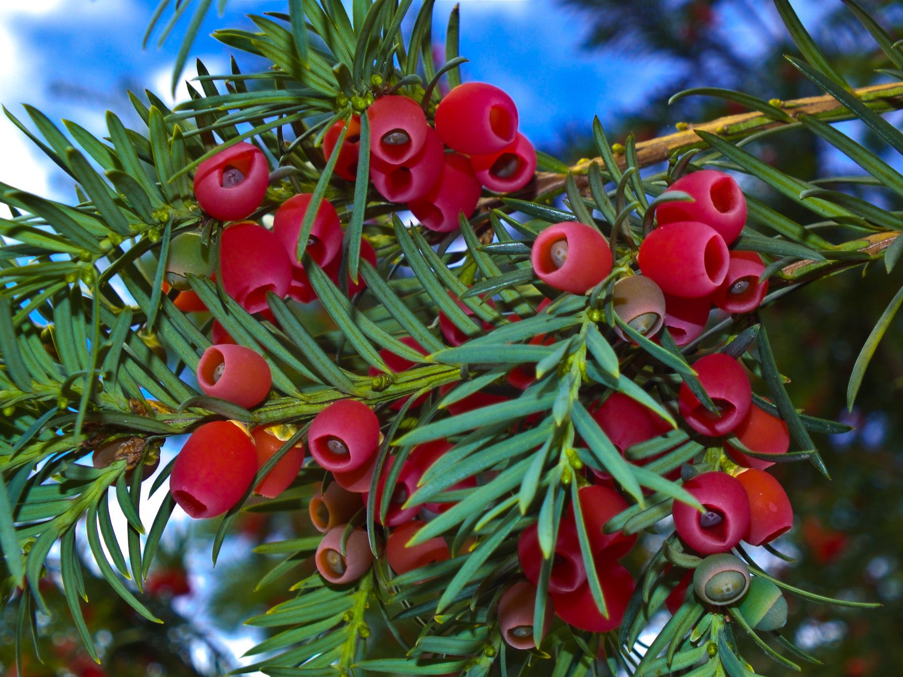 Ein Bündel Eibenfrüchte an einem Ast: Mit Ausnahme des roten Fruchtmantels ist alles an der Eibe giftig – Äste, Nadeln und Samen enthalten das hochgiftige Taxin. (Foto: Wolfgang Willner)