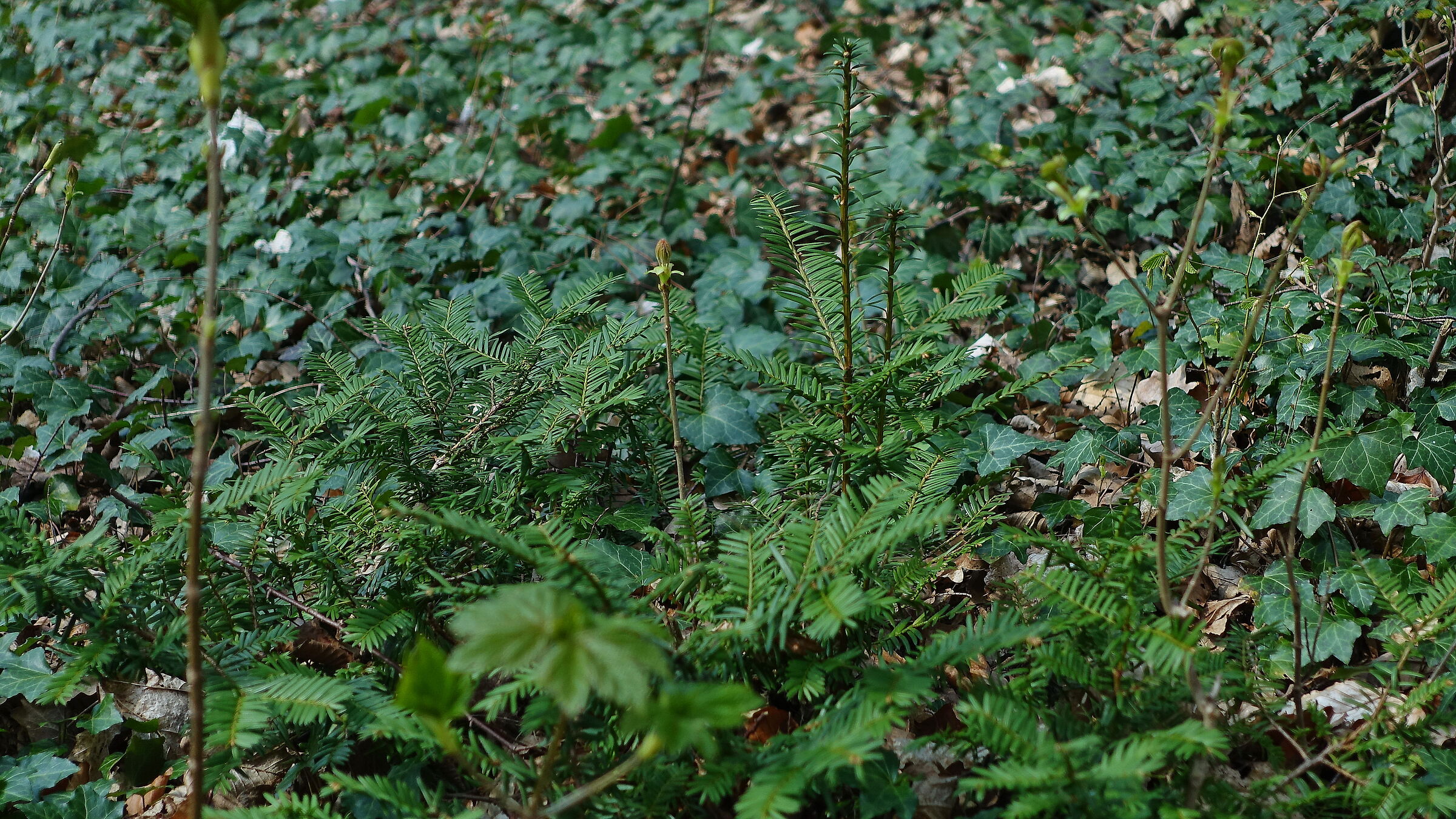 Junge Eiben auf Waldboden: Je seltener die Vorkommen sind, umso größer ist die Gefahr genetischer Verarmung (Foto: Wolfgang Schödel)