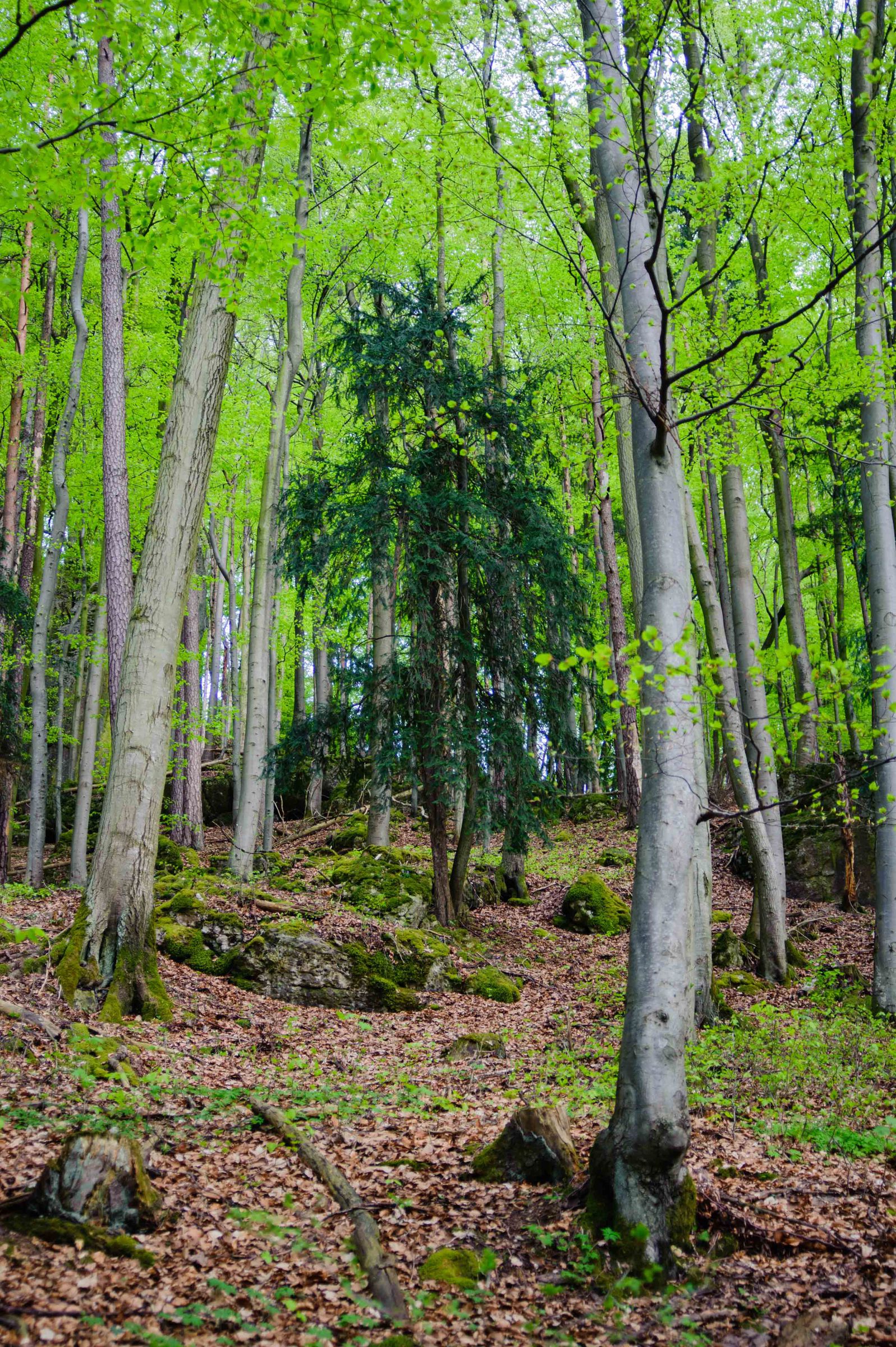 Eine dunkelgrüne Eibe in der Bildmitte wird umringt von Buchen, die sie weit überragen (Foto: Kai Frobel)