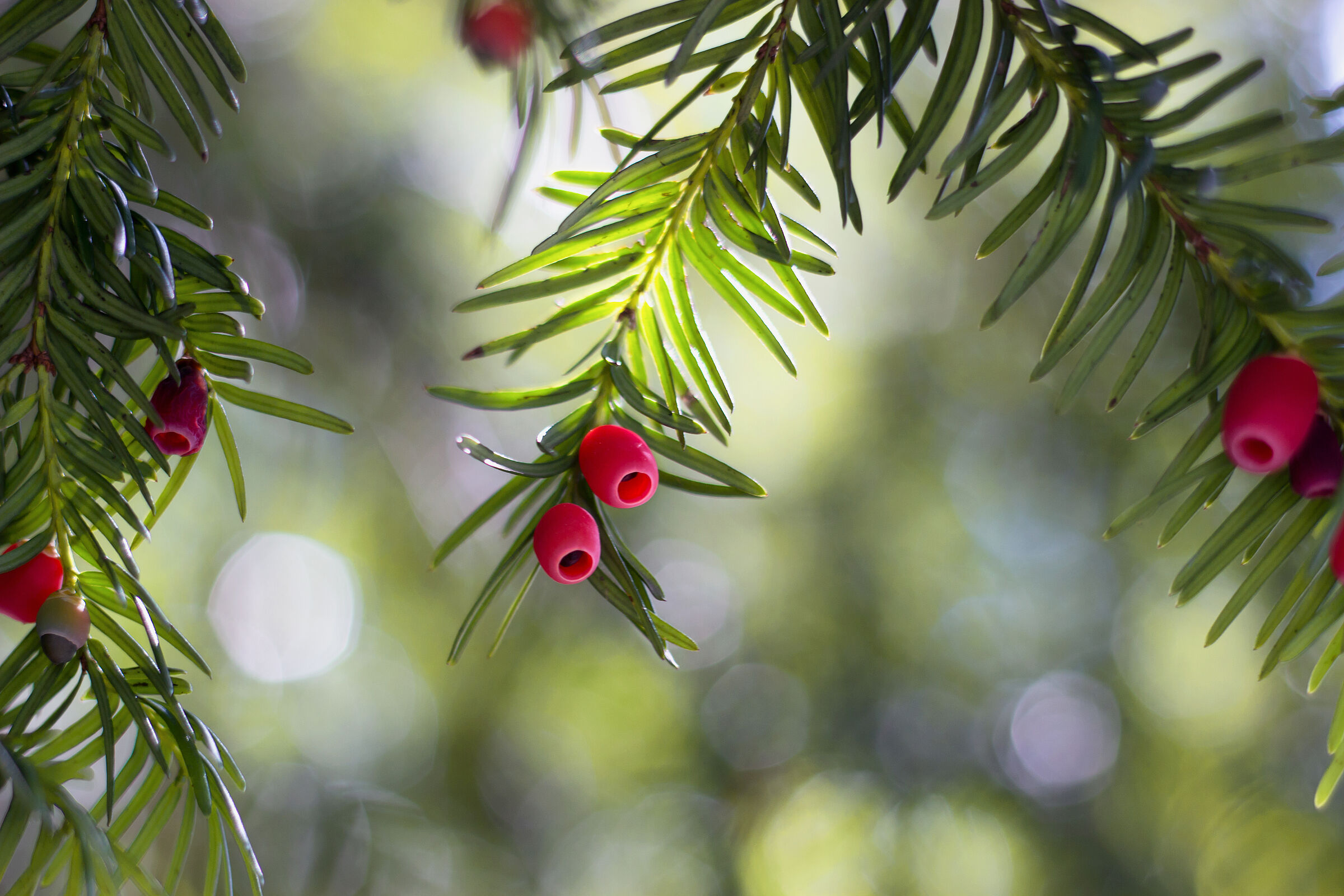 Europäische Eibe Naturschutz: Da die Eibe sehr langsam wächst, droht sie aus dem gewinnorientierten Wirtschaftswald zu verschwinden und muss geschützt werden. Im Bild eine Großaufnahme ihrer Früchte. (Foto: hiddencatch - stock.adobe.com)