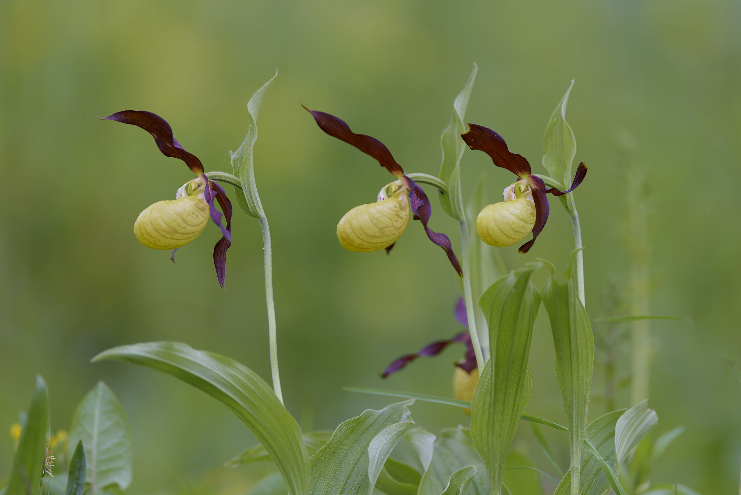 Gelber Frauenschuh Orchidee: Namensgeber ist die große, zitronengelbe Blüte wie hier im Bild (Foto: Christoph Bosch)