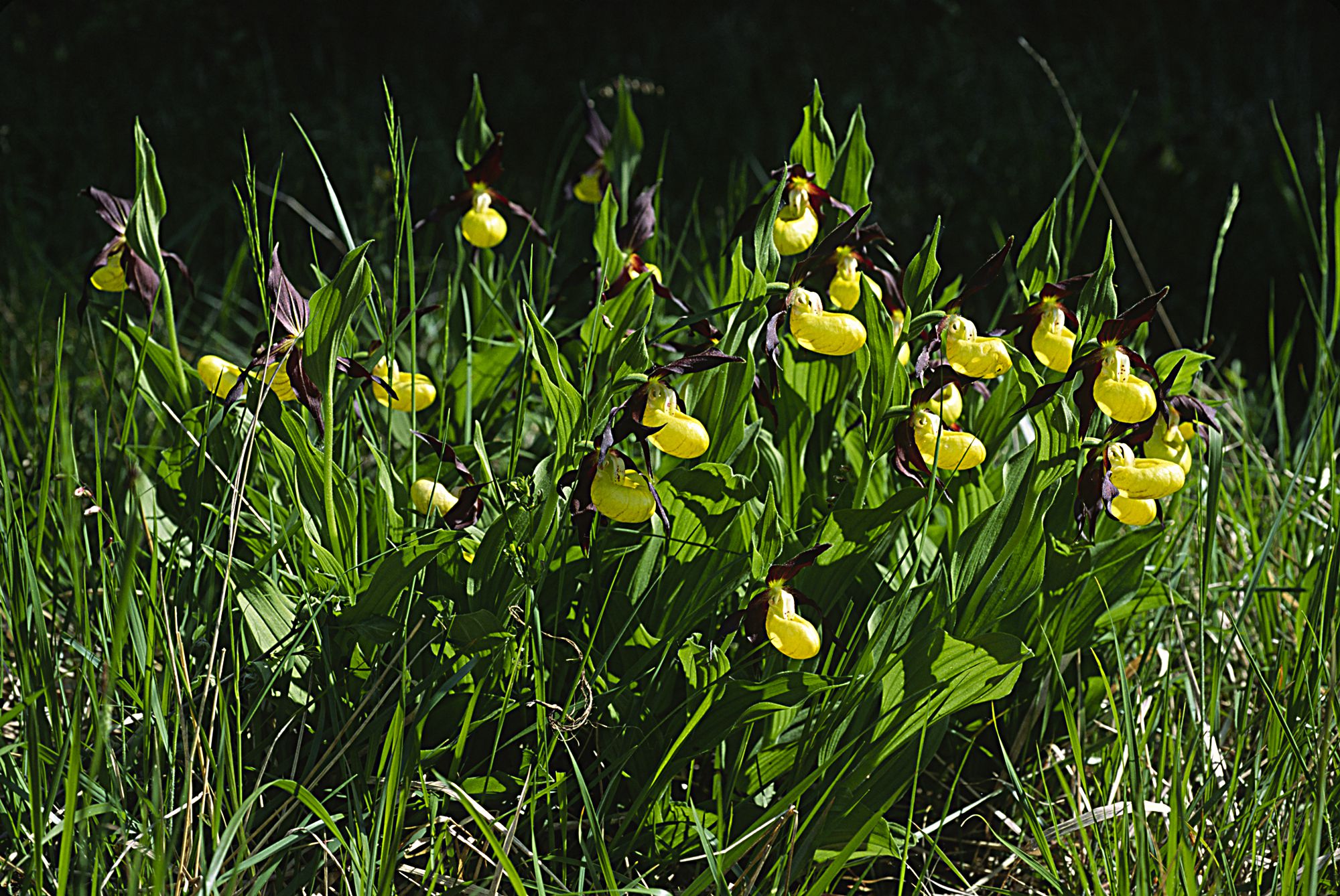 Gefährlich schön: Die auffälligen Blüten des Frauenschuhs wecken auch Begehrlichkeiten – doch Liebhaber sollten die Frauenschuh-Orchidee kaufen.