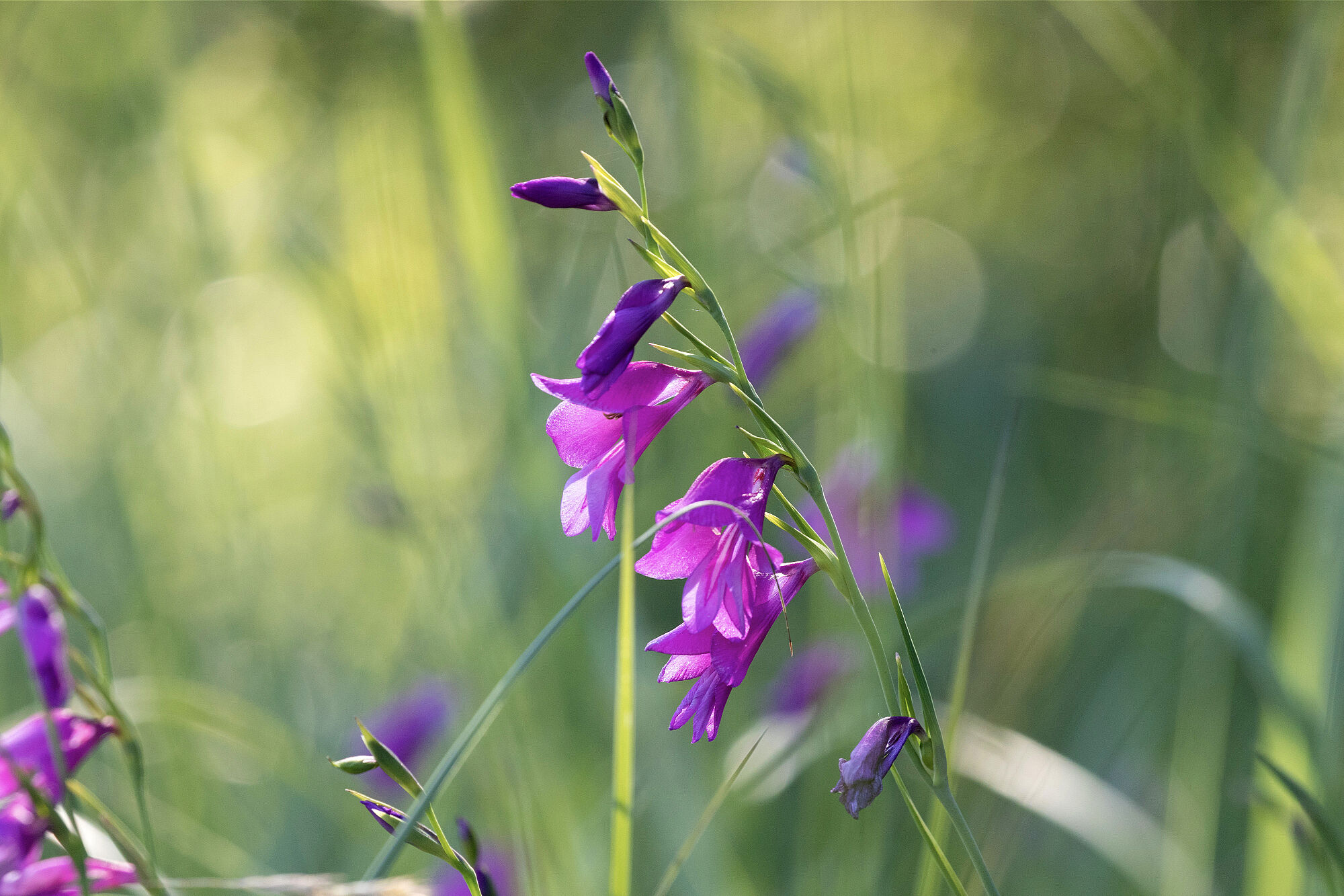 Drei purpurrote geöffnete, glockenförmige Blüten und mehrere geschlossene an einem Blütenstengel