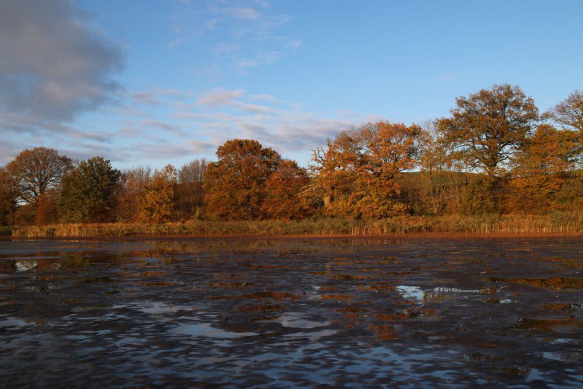 Ein abgelassener Karpfenteich mit gut erkennbarer Schilfzone am Ufer im herbstlichen Abendlicht.