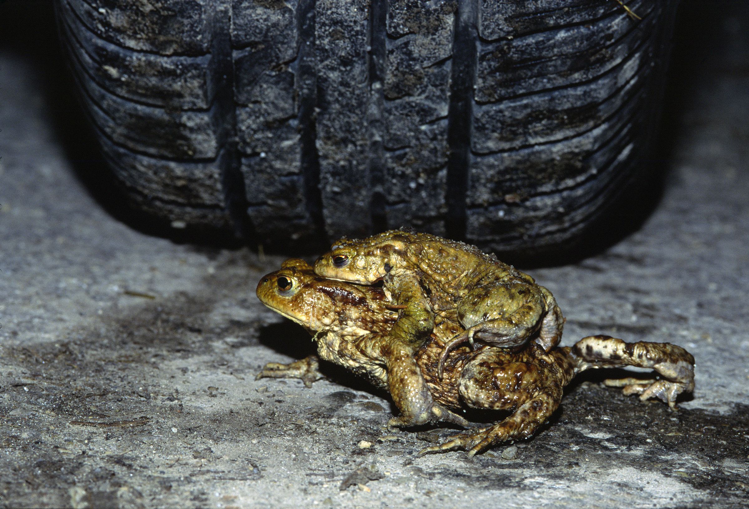 Zwei Erdkröten überqueren eine Straße, aus dem Hintergrund droht sie ein Autoreifen zu überfahren: Die Amphibiengefährdung nimmt in allen Bereichen zu.