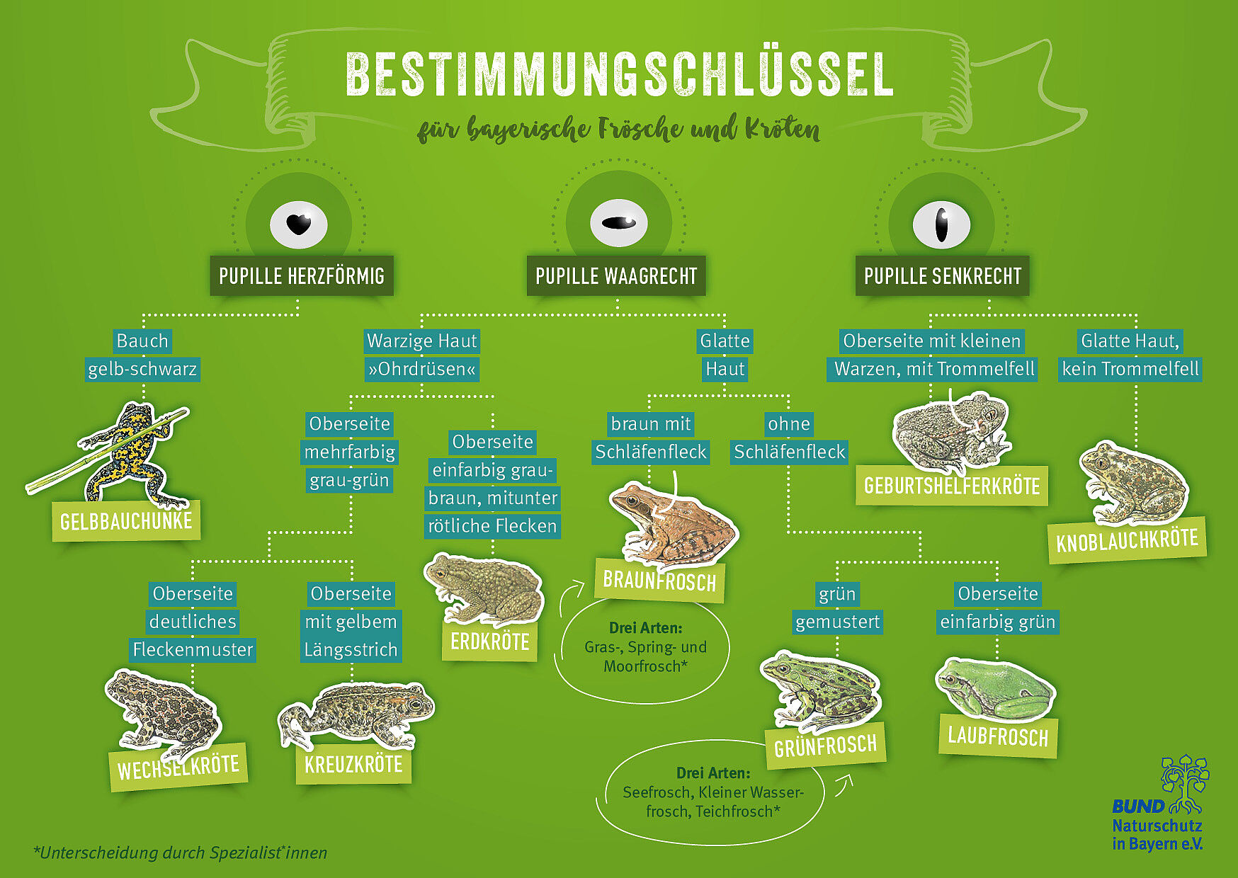 Der Bestimmungsschlüssel fasst wie ein Stammbaum die Unterscheidungsmerkmale der bayerischen Frösche, Kröten und Unken zusammen. Dazu gehören unter anderem Pupillenform, Haut und Farbe. 