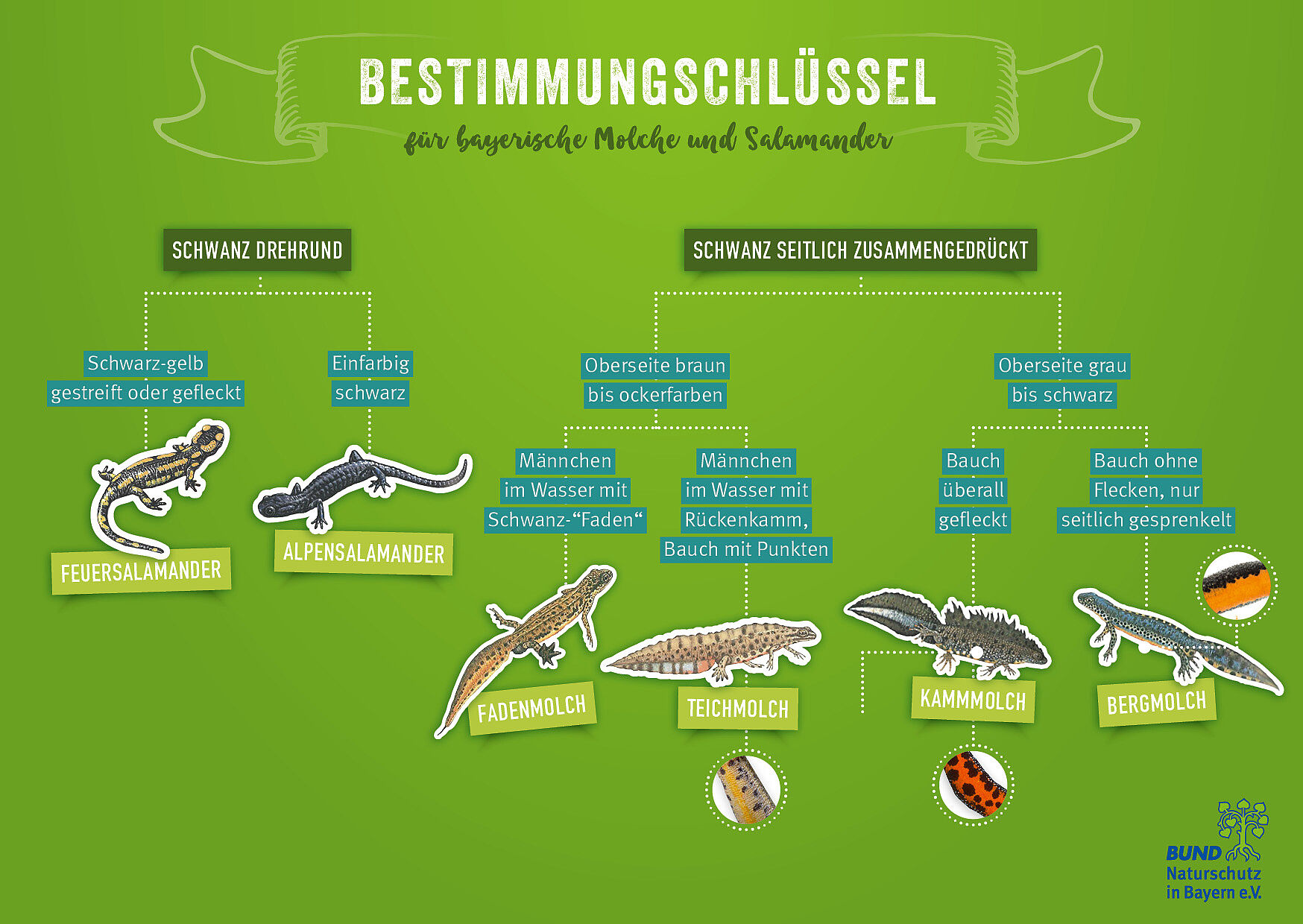 51+ Bestimmungsschlüssel Mikroorganismen Teich, Vergleichen und