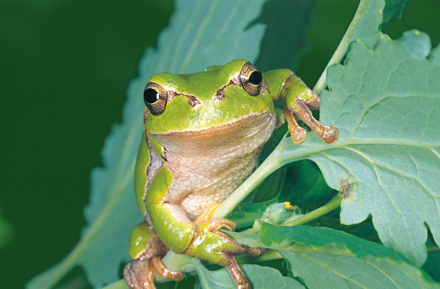 Amphibien in Bayern: Ein Laubfrosch sitzt auf einem Blatt und schaut in die Kamera (Foto: Wolfgang Willner)