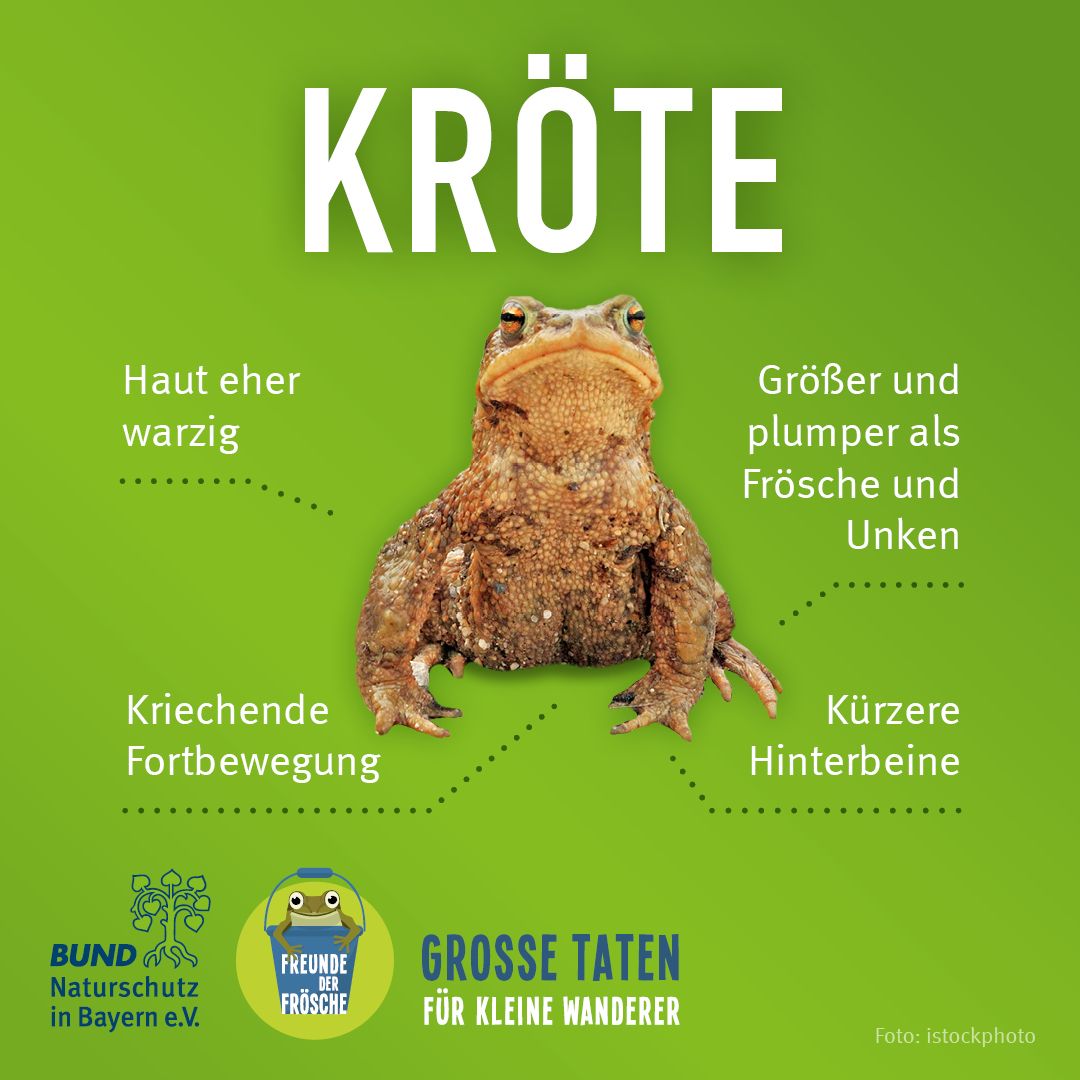 Merkmale einer Kröte