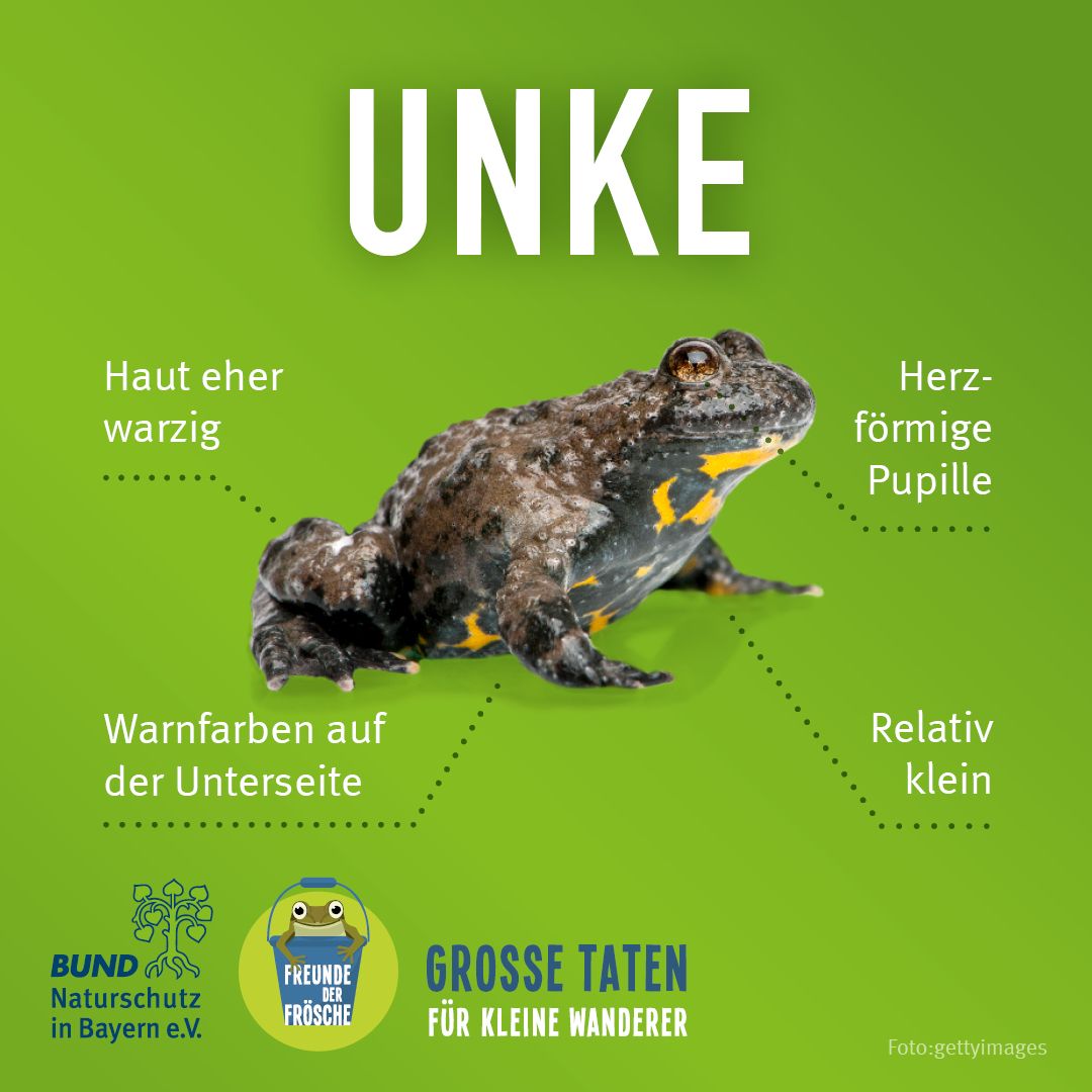 Merkmale einer Unke