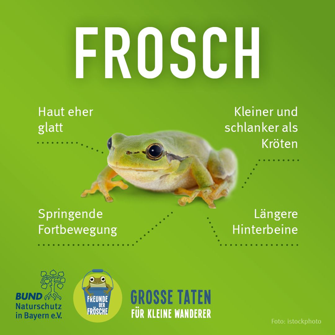 Merkmale eines Froschs