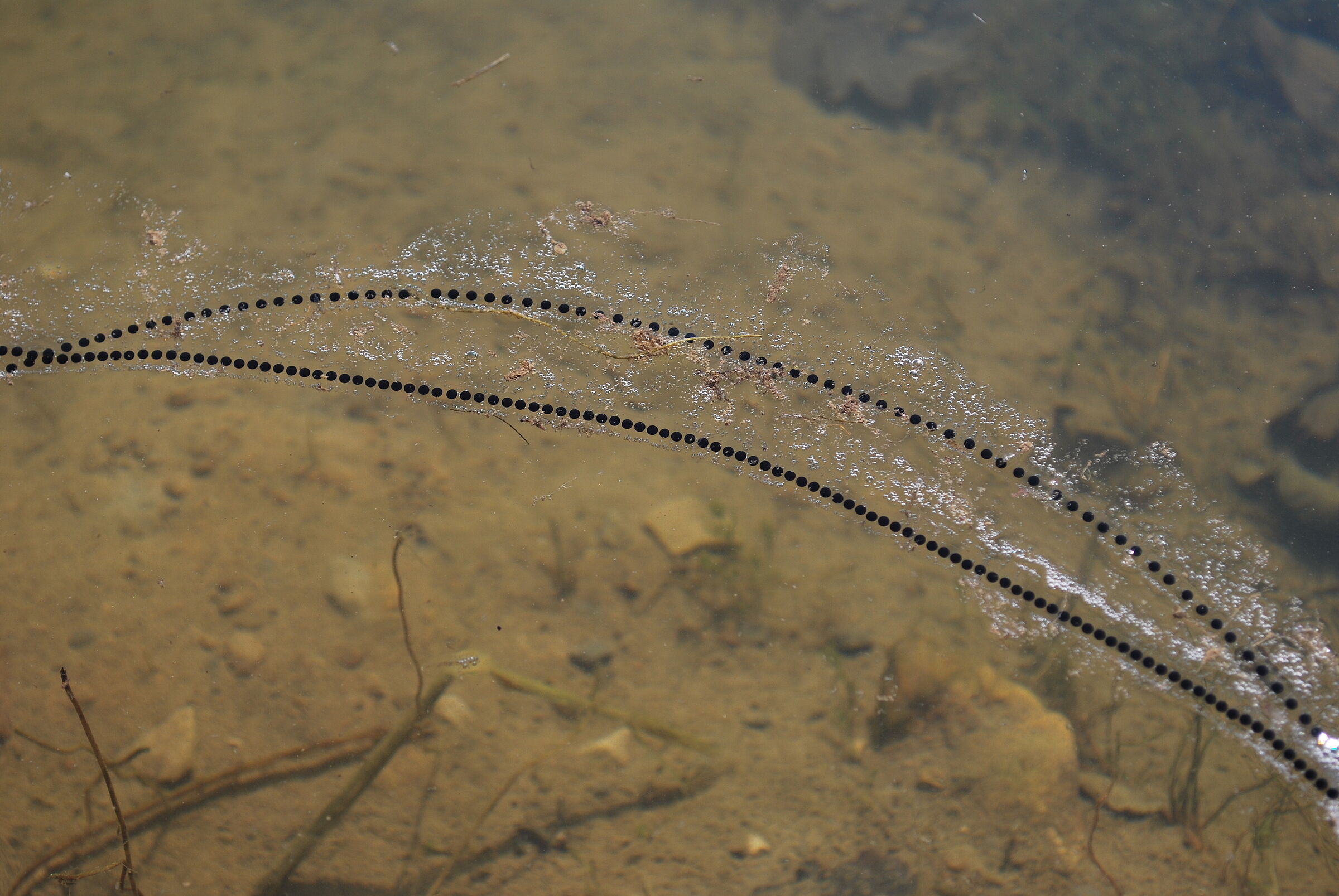 Laichschnüre der Erdkröte schwimmen im Wasser.