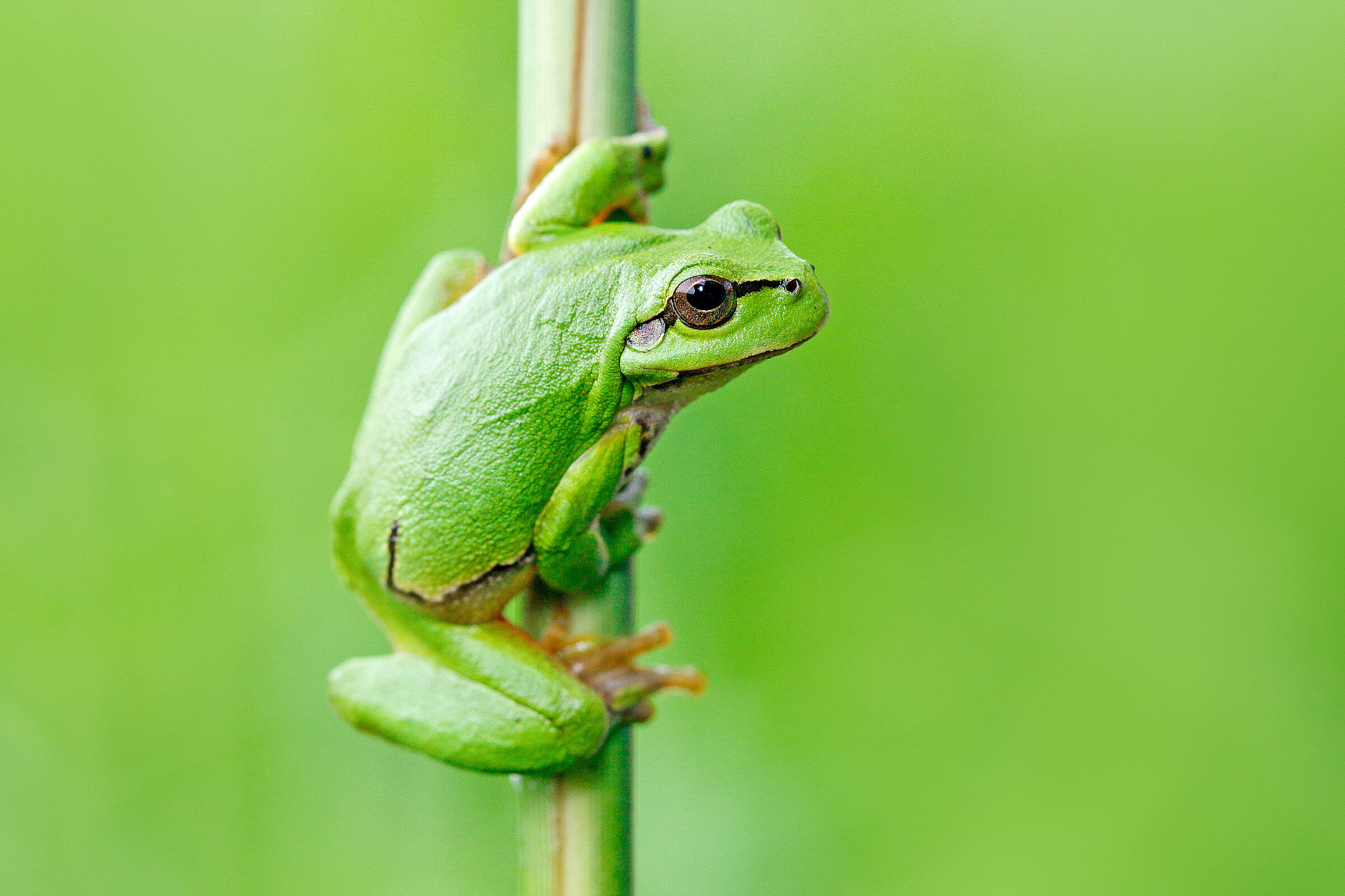 Laubfrosch klettert an einem Schilfhalm