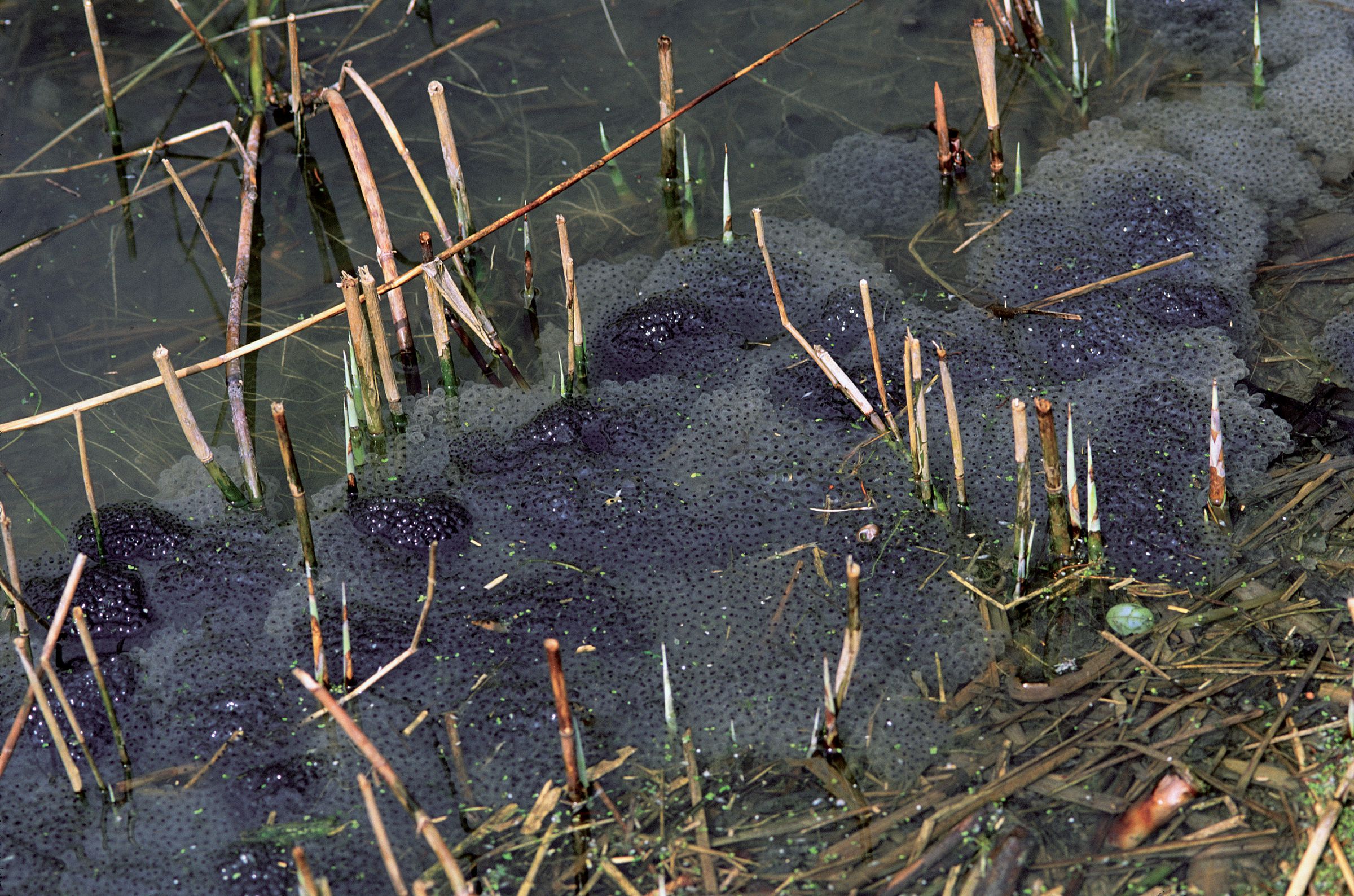 Laichballen des Grasfroschs