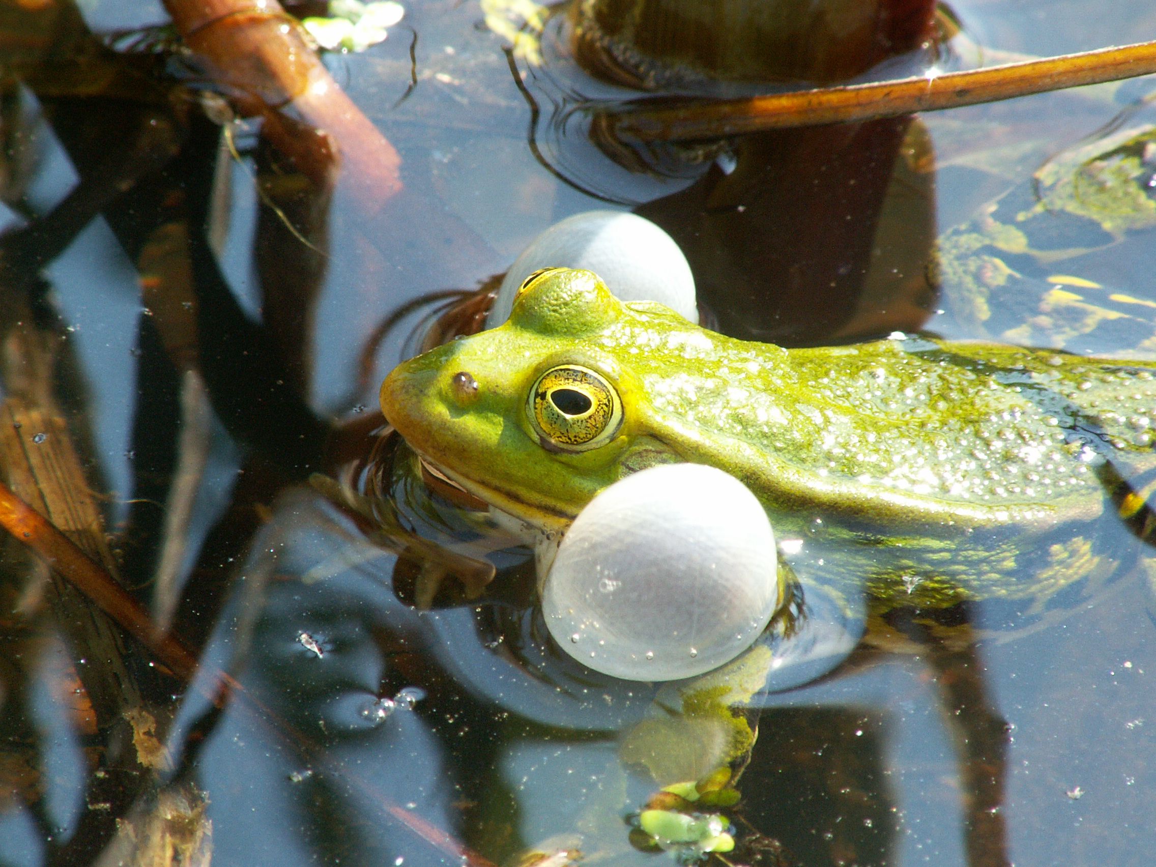 Kleiner Wasserfrosch mit ausgestülpten Schallblasen.