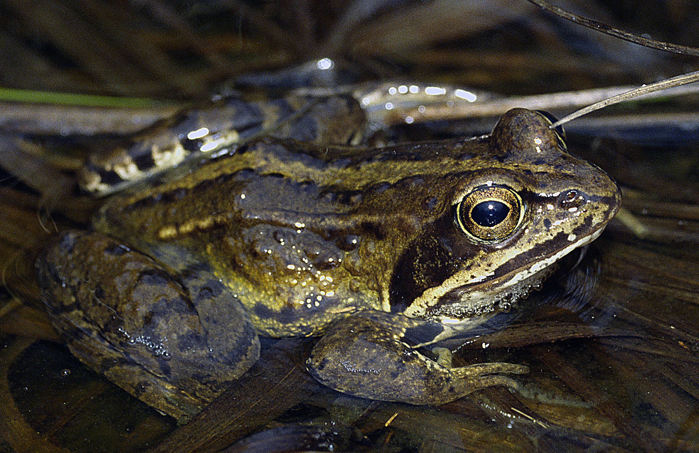 Großaufnahme eines Moorfroschs auf Wasserpflanzen am Ufer