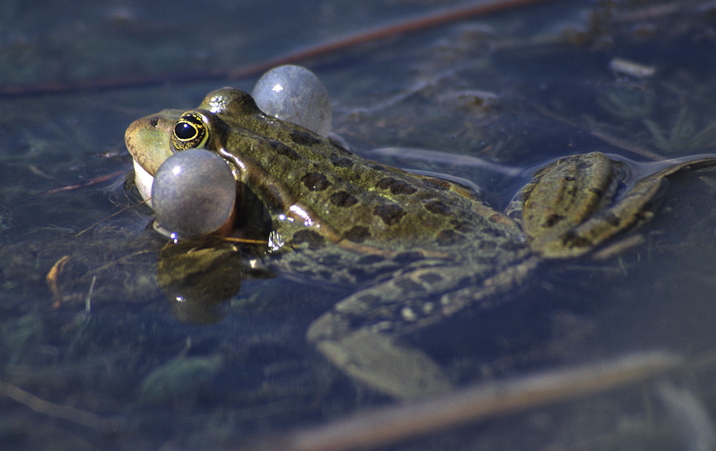 Seefrosch mit aufgeblähten Schallblasen