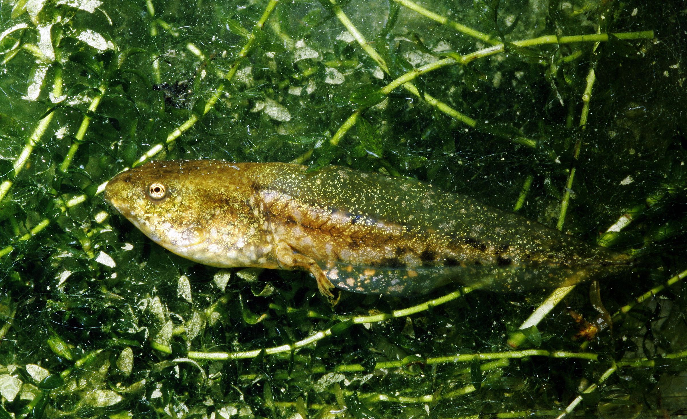 Seefroschkaulquappe mit gerade entstehendem Bein