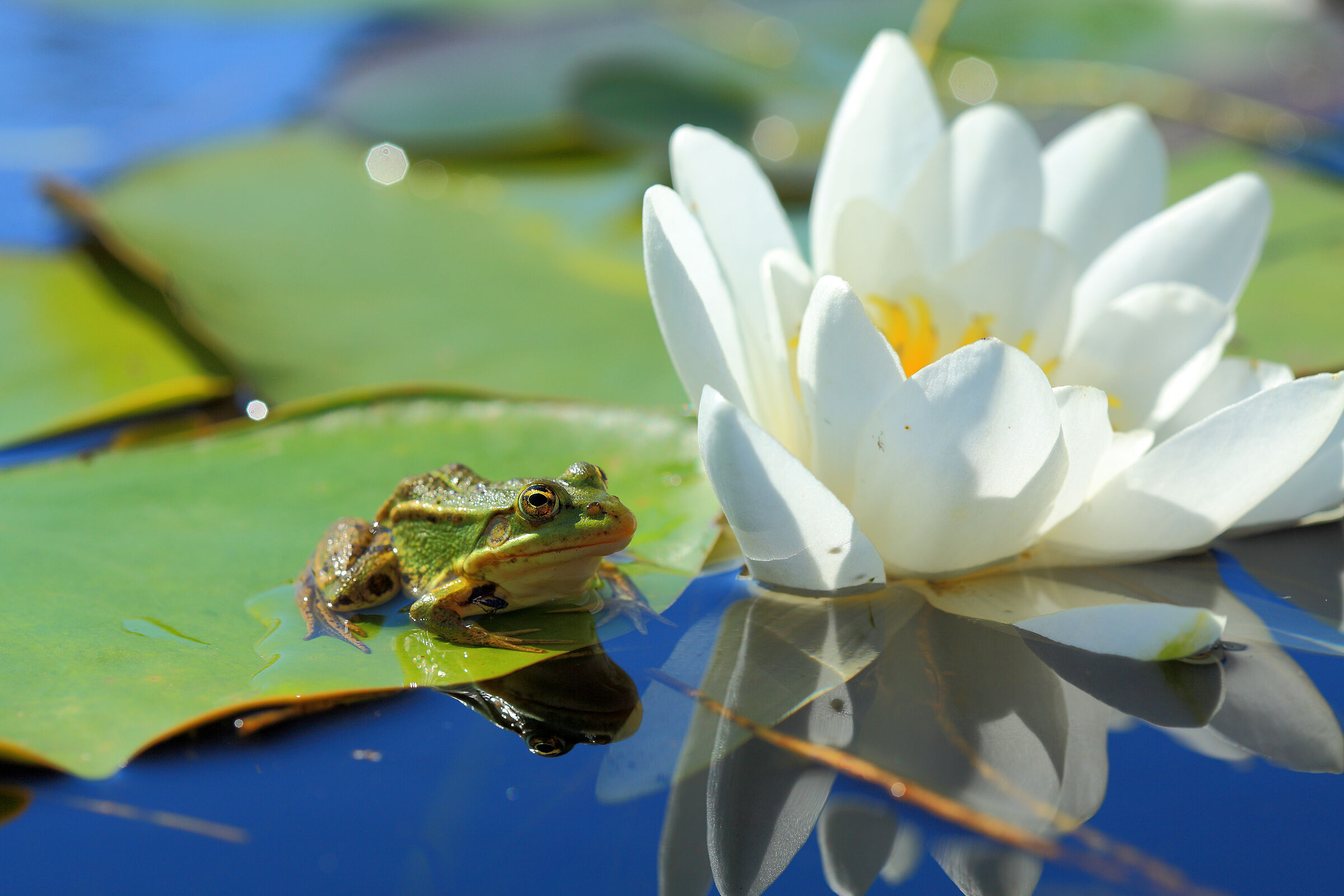 Amphibien im Gartenteich: Hier ein Teichfrosch auf einem Seerosenblatt (Foto: underwaterstas - stock.adobe.com)