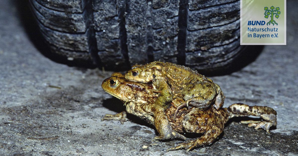 Der Bund Naturschutz Zur Gefahrdung Unserer Amphibien