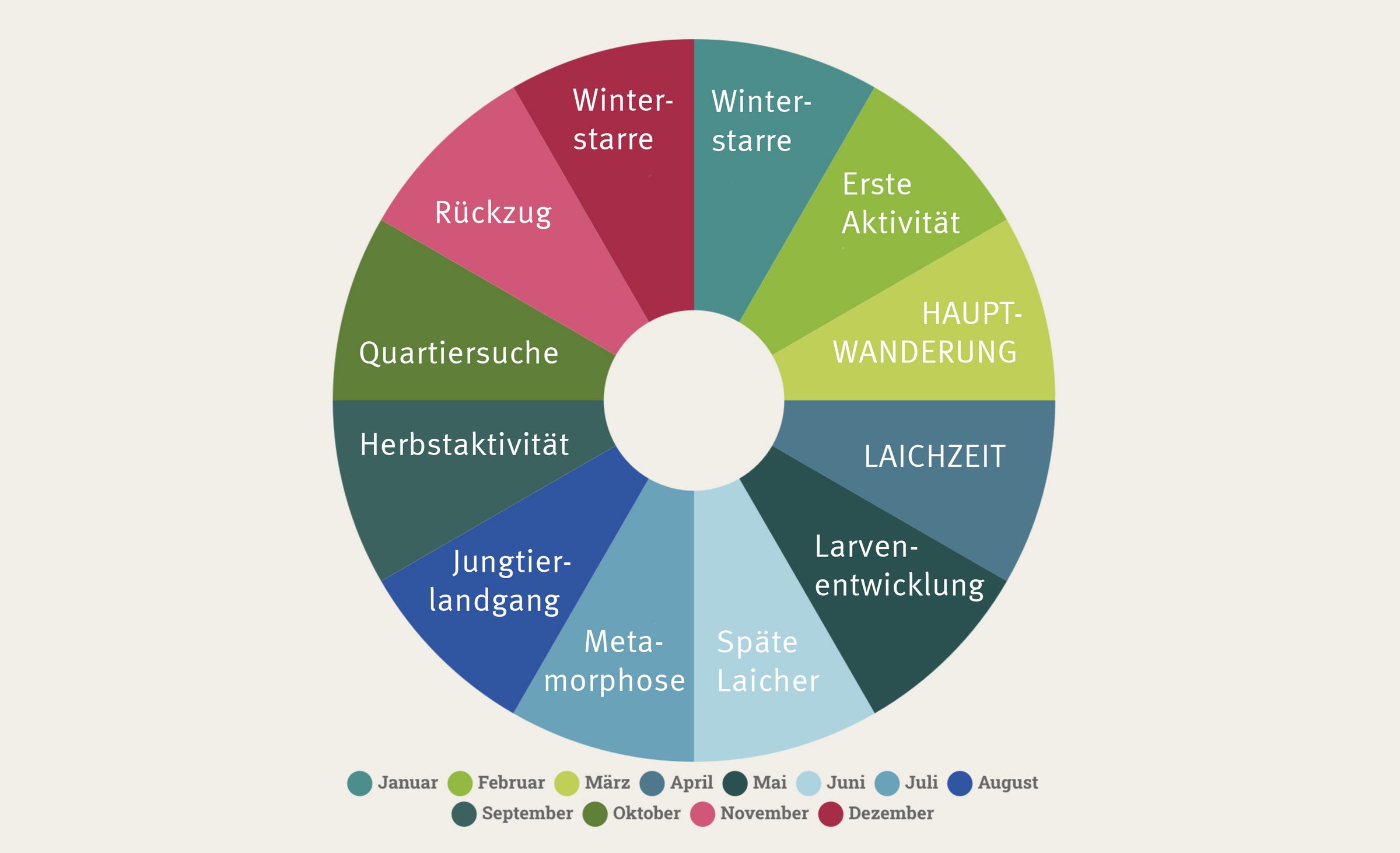 Grafik Amphibienjahr: Von Winterstarre über Balz und Fortpflanzung bis zur Larvenentwicklung (Grafik: BN)