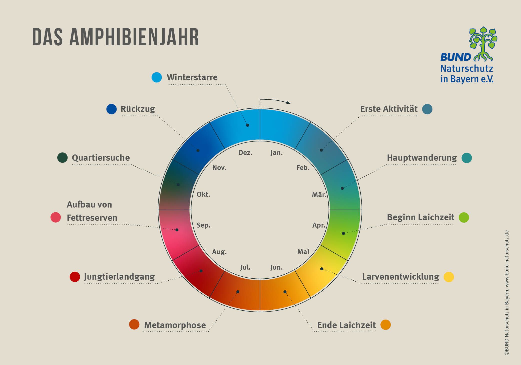 Grafik Amphibienjahr: Von Winterstarre über Balz und Fortpflanzung bis zur Larvenentwicklung (Grafik: BN) Grafik Amphibienjahr: Von Winterstarre über Balz und Fortpflanzung bis zur Larvenentwicklung (Grafik: BN)