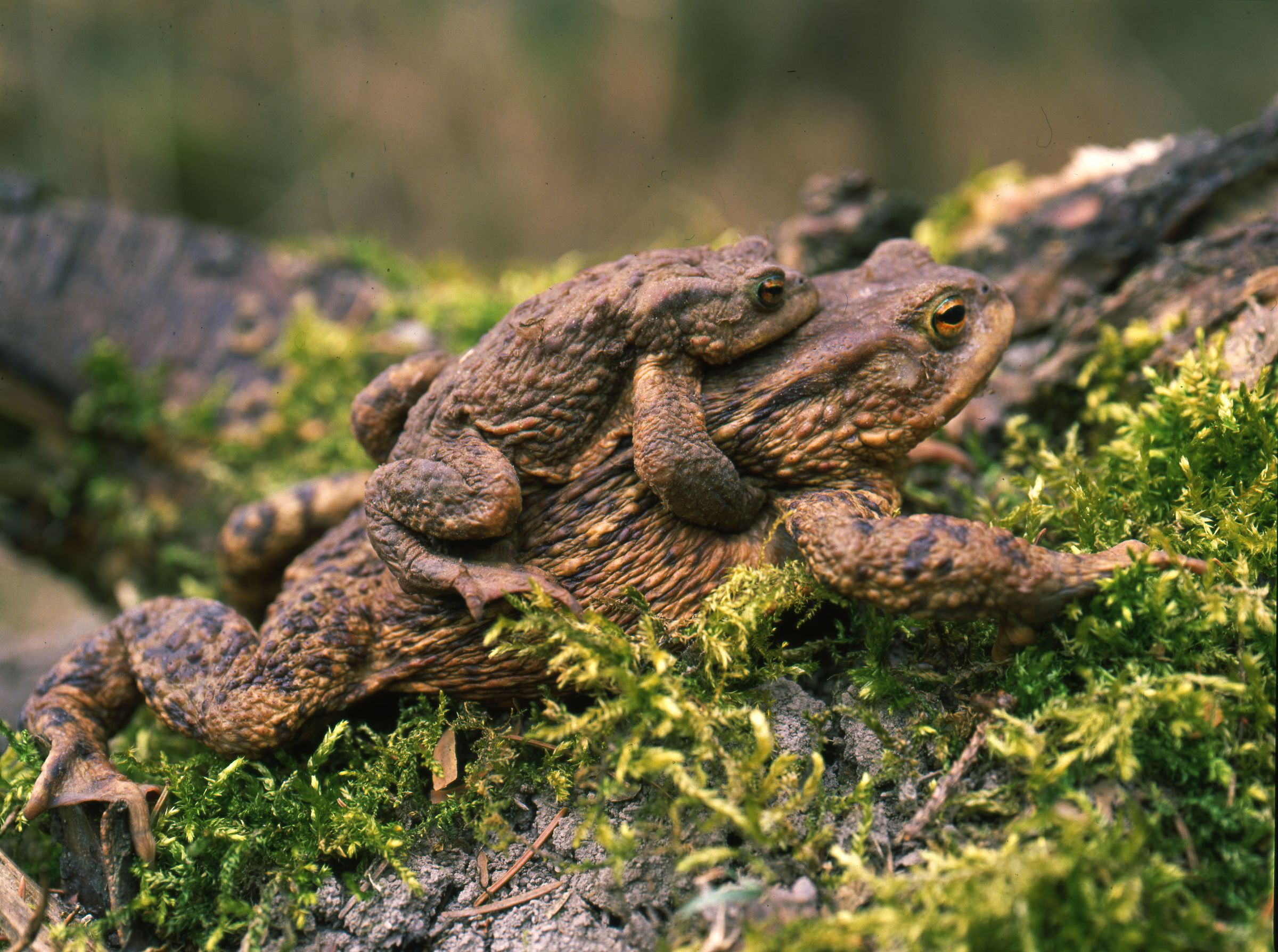 Erdkröten bei der Paarung: Das Männchen hält das Weibchen fest umklammert (Foto: Wolfgang Willner)