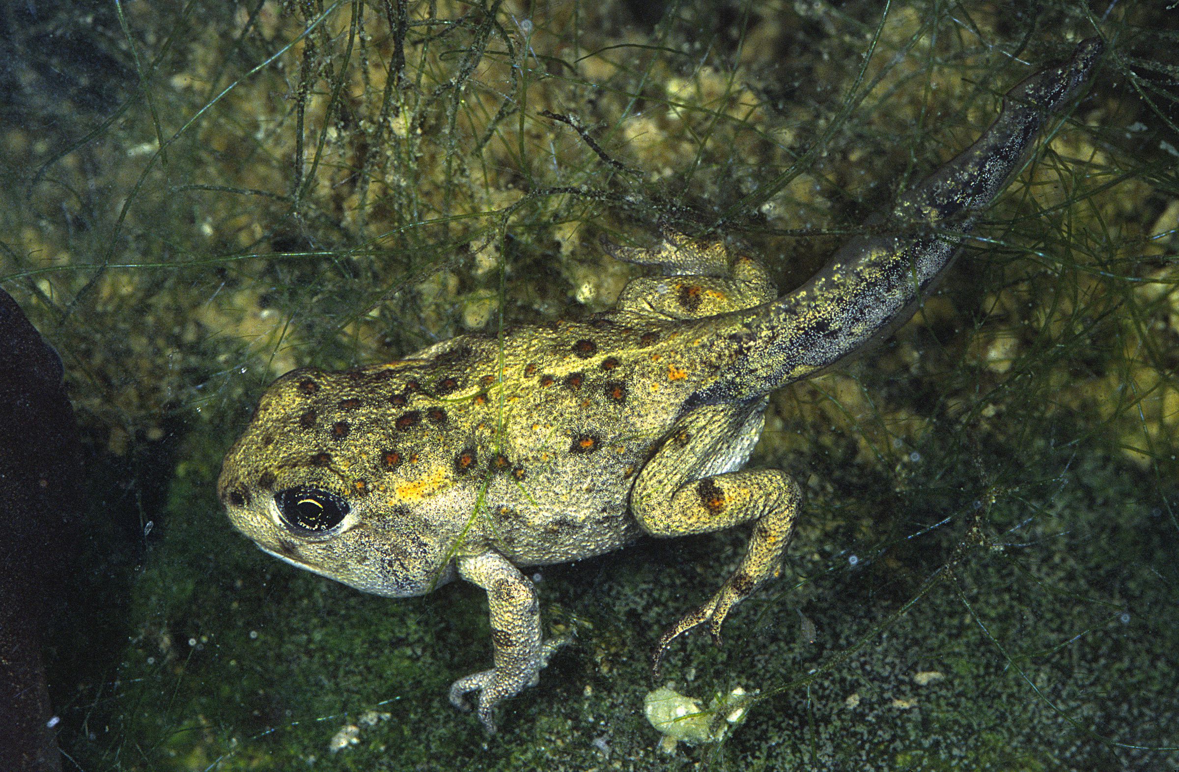 Eine schwimmende Kreuzkrötenlarve mit Beinen und Schwanzflosse – die Amphibien-Lebensweise ist vom Wechsel zwischen Land und Wasser geprägt.