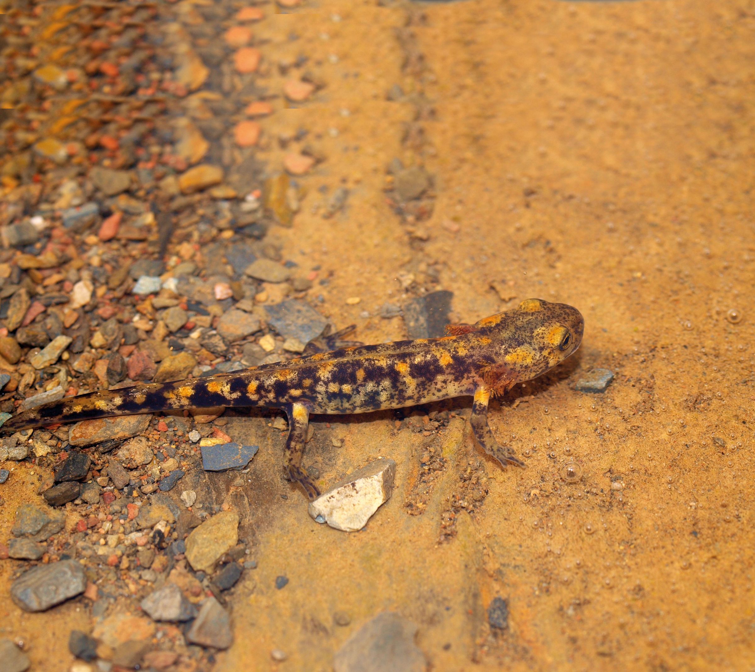 Junger Feuersalamander kurz vor Abschluss der Metarmorphose: Die Kiemenbüschel sind weg.