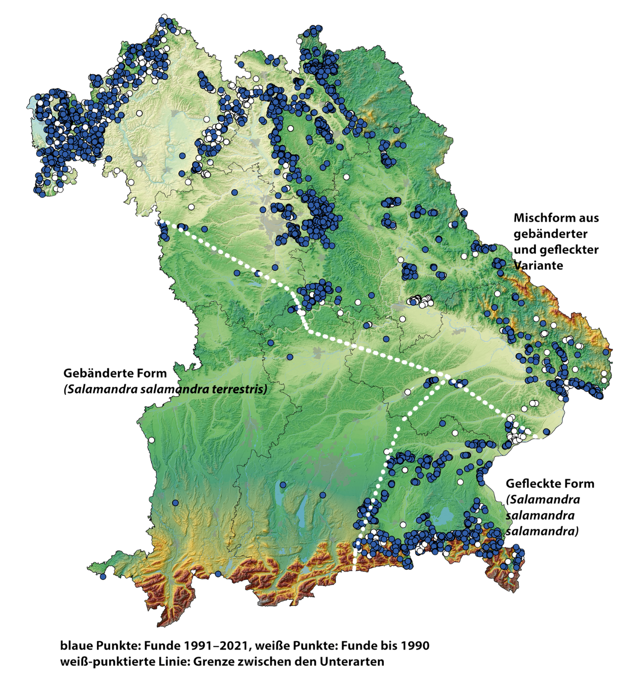 Eine Karte von Bayern zeigt die Verbreitungsgebiete der Feuersalamander-Unterarten.