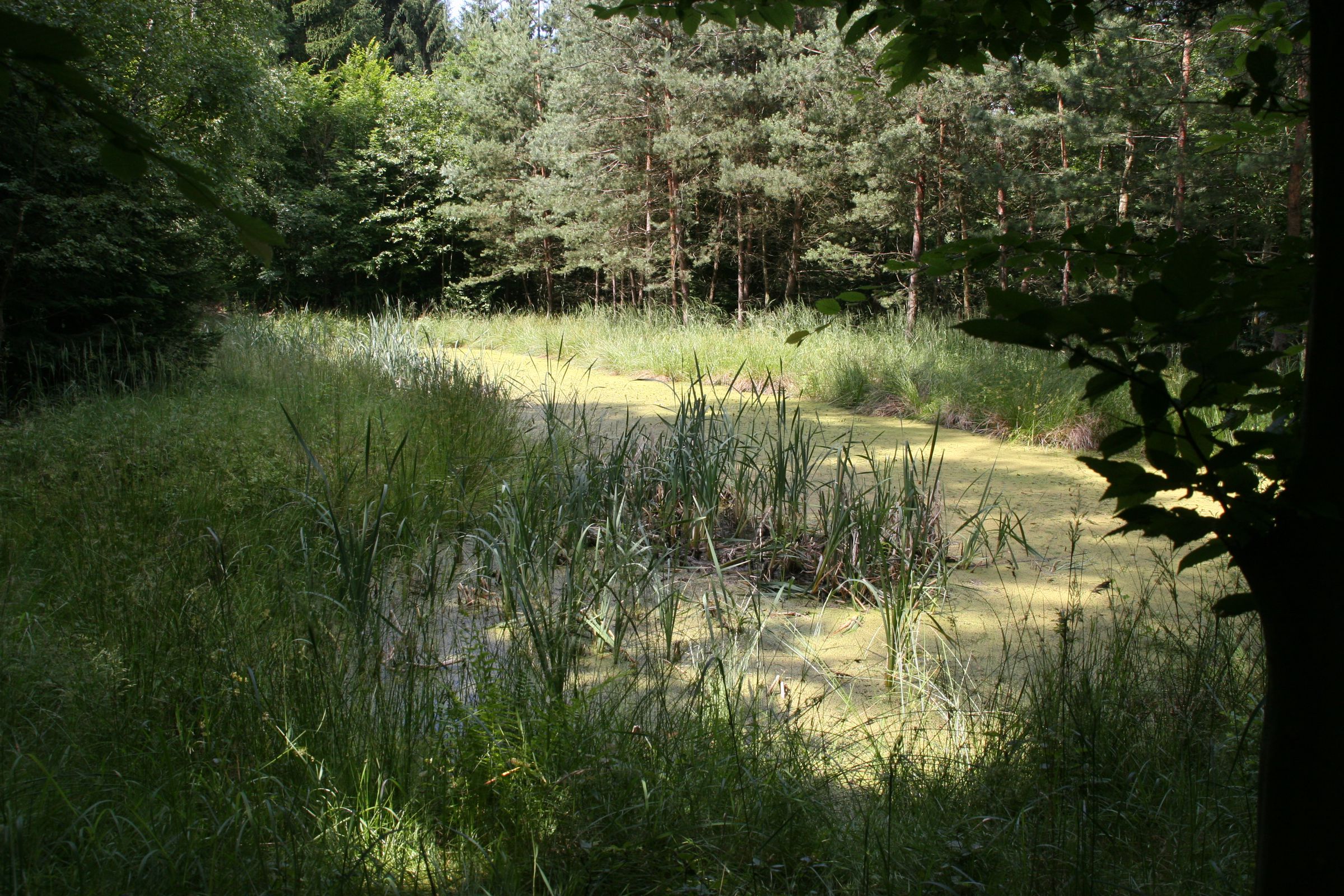 Dieser strukturreiche Tümpel mit Flach- und tieferen Wasserzonen, dichter und weniger dichter Vegetation ist ein möglicher Lebensraum für den Kammmolch.