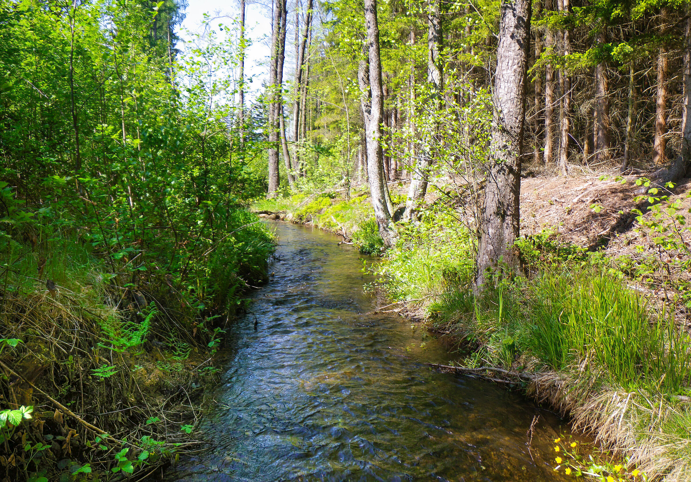 Ein natürlicher kleiner Bachlauf mit bräunlichem Wasser und Bäumen und Büschen am Ufer 