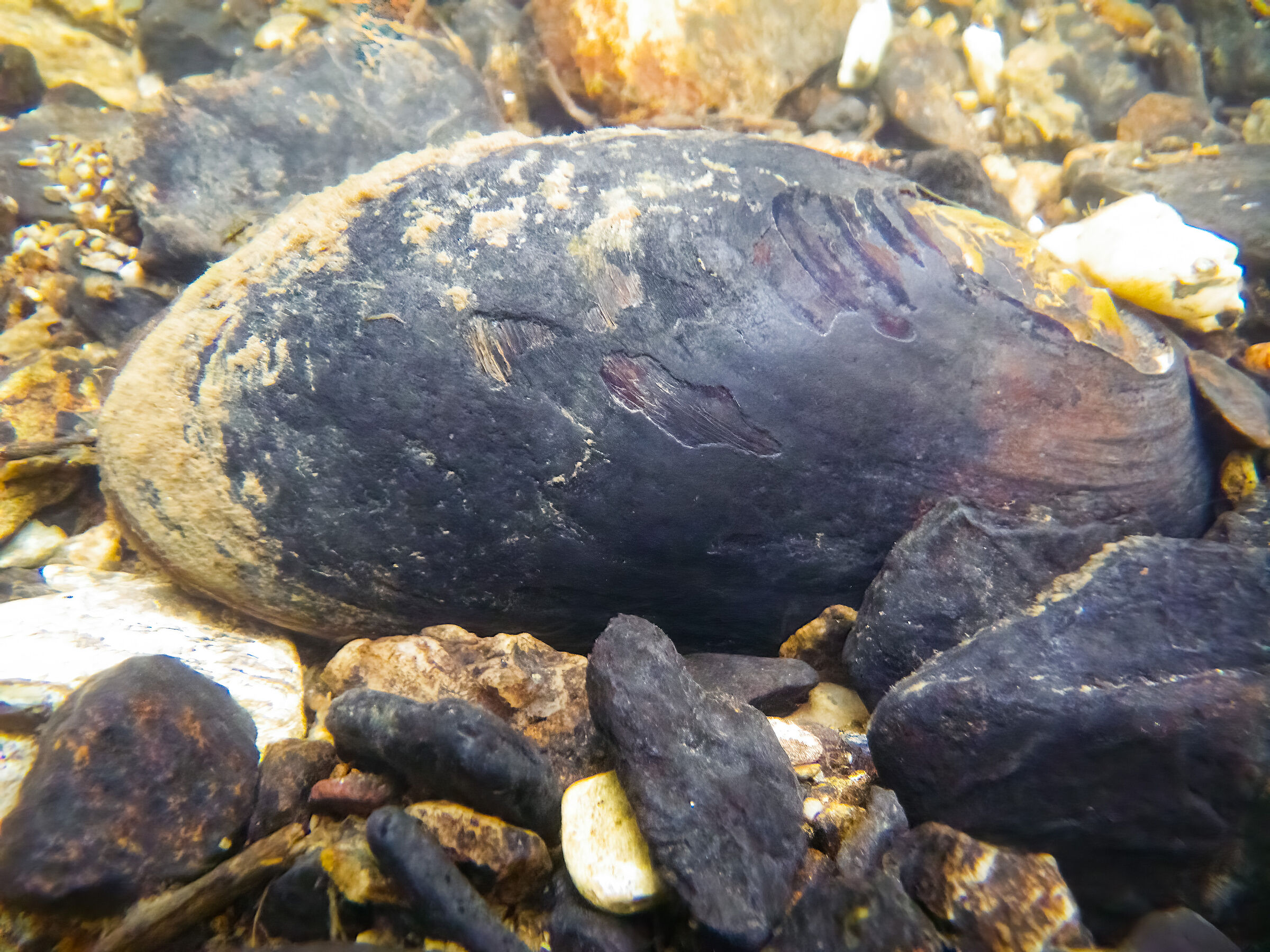 Die Flussperlmuschel: Außen unscheinbar, innen - vielleicht eine Perle? (Foto: BN Hof) Eine schwarze Muschel liegt geschlossen zwischen Kies und Steinen