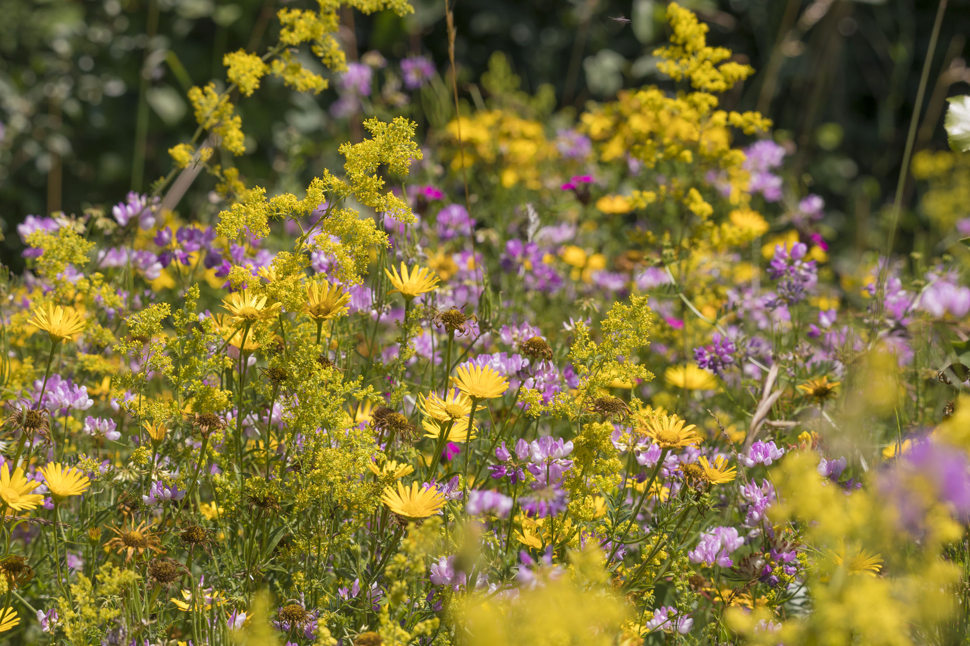 Bienen retten: Eine Wiese mit mit vielen bunten Wildkräutern und -blumen