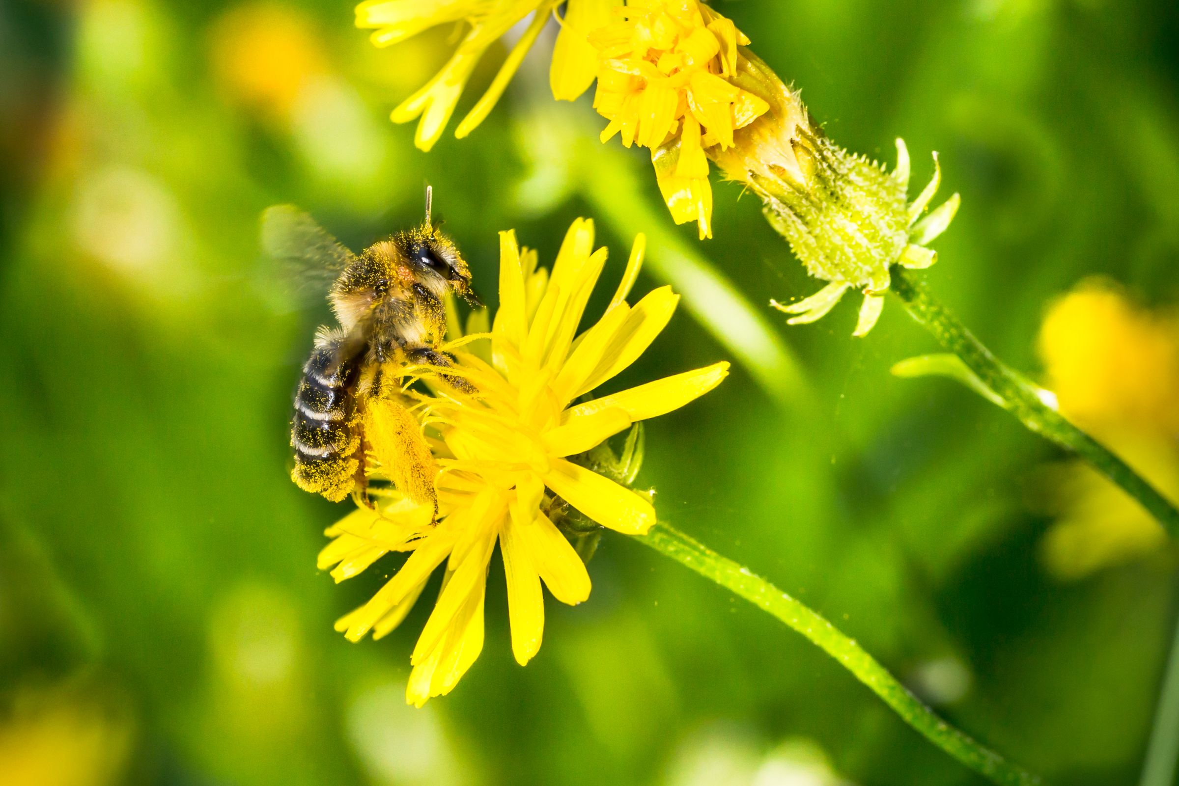 Bienensterben: Eine Wildbiene sitzt über und über mit Blütenstaub bedeckt auf einer gelben Blume