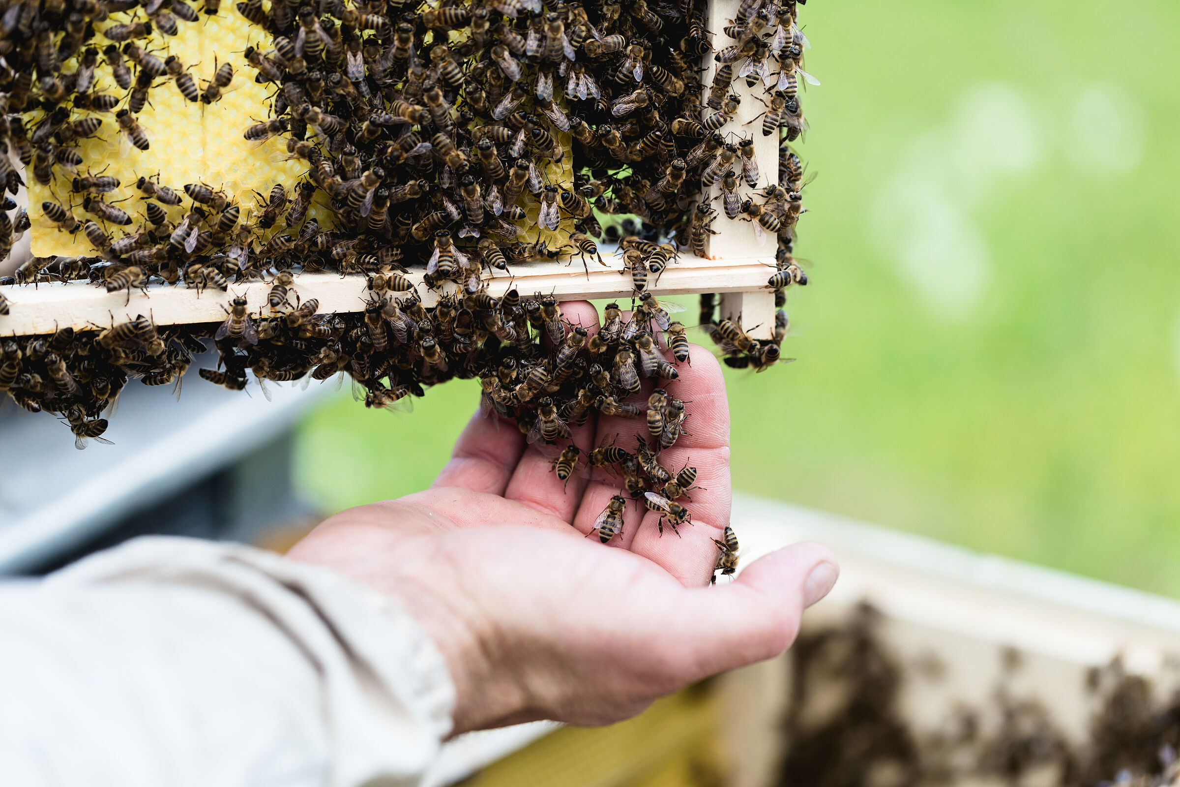 Bienensterben: Imker hält Waben und viele Honigbienen in der Hand (Foto: Dusko - stock.adobe.com)