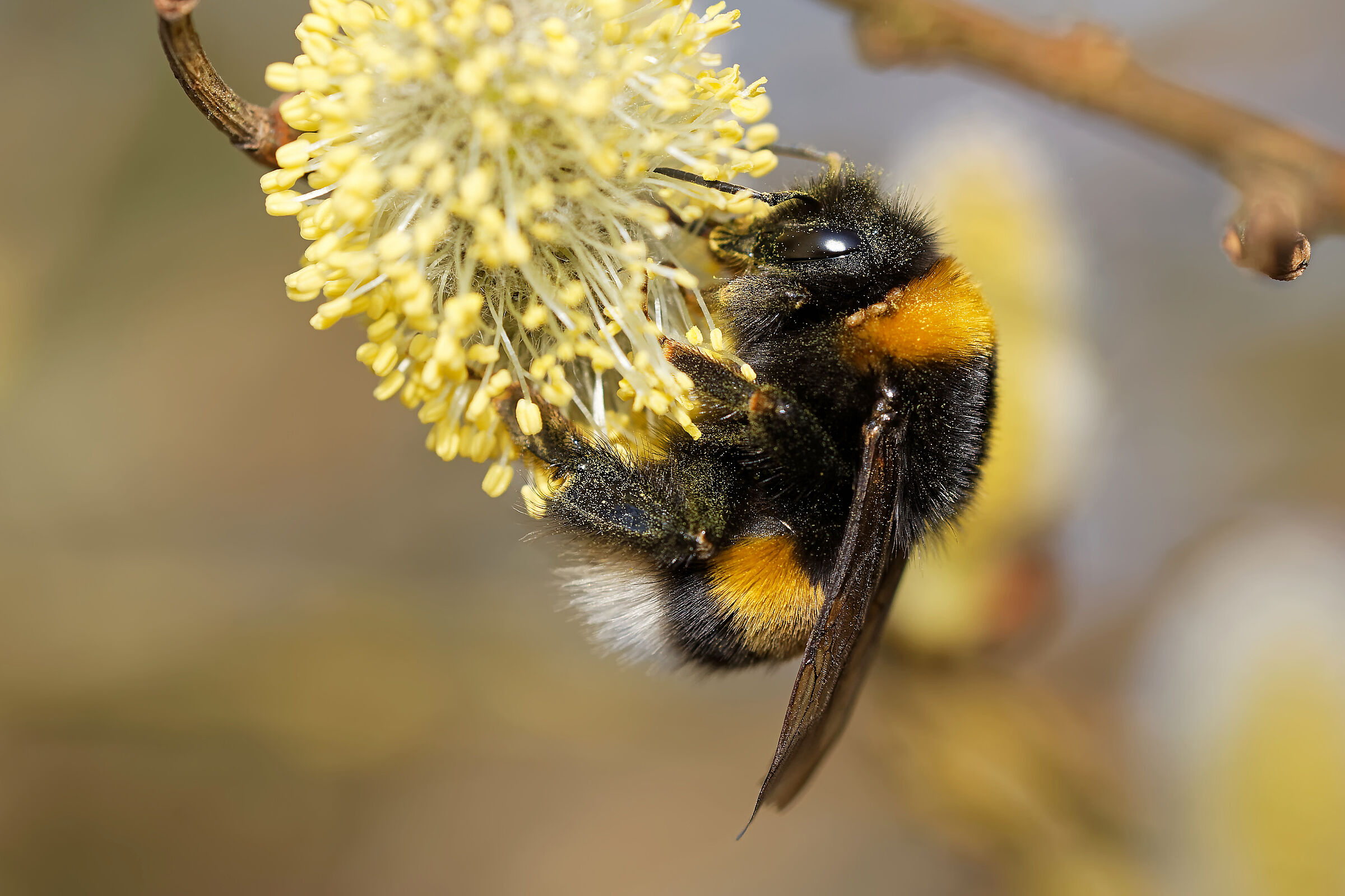 Die Erdhummel belegt Platz 1 der Rangliste aller identifizierten Hummelarten (Foto: JuergenL/stock.adobe.com).