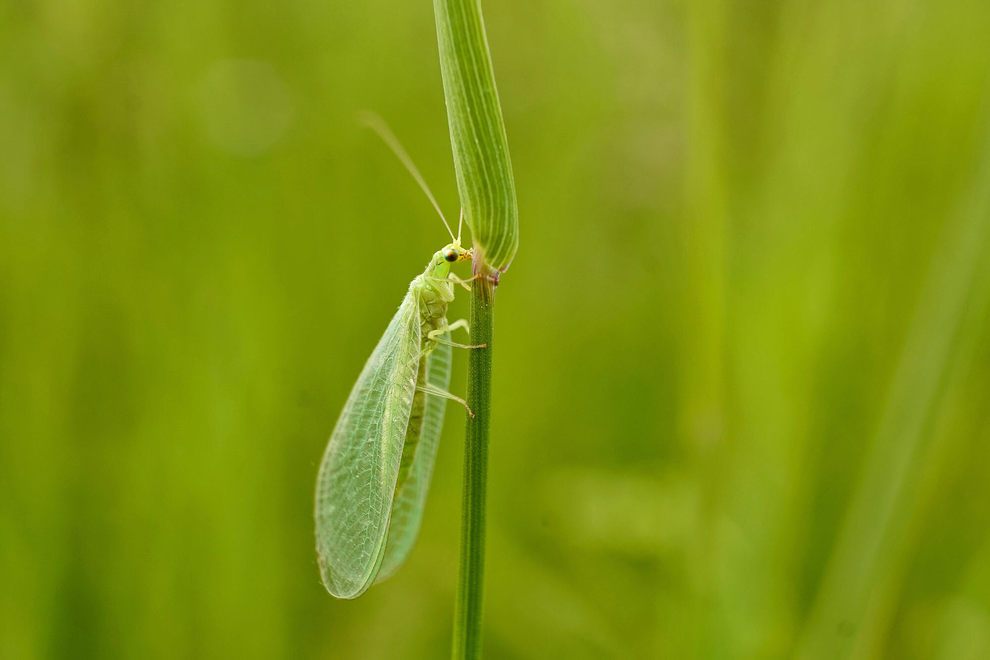 Insektensterben: Eine grüne Florfliege sitzt auf einem Pflanzenstengel