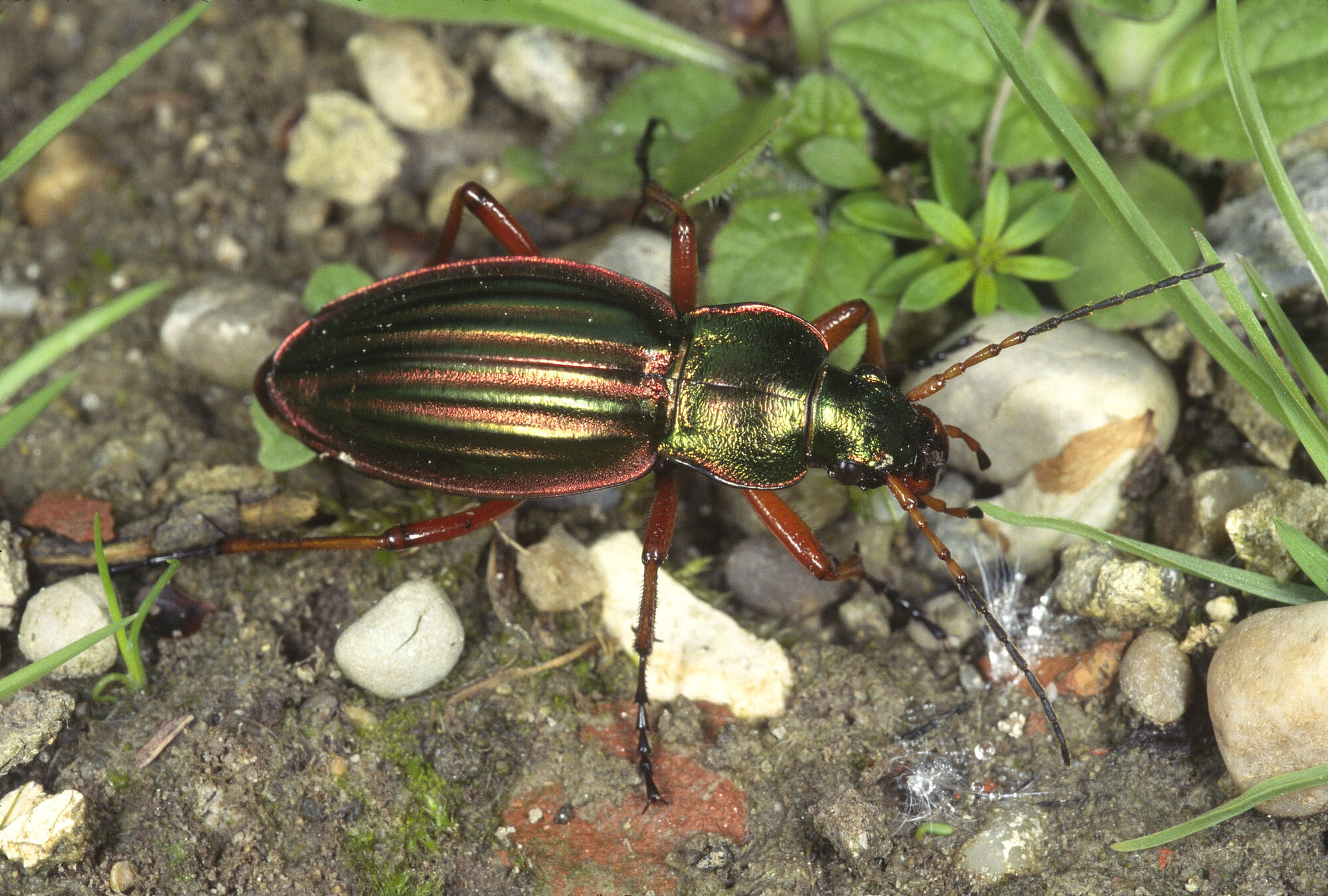 Insektensterben: Ein grün-gold-rot-schillernder Käfer mit sehr langen Fühlern