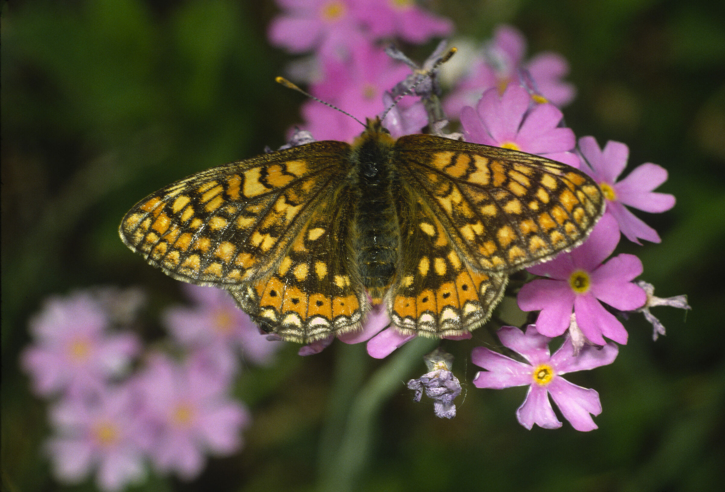 Insektensterben: Ein brauner Schmetterling gelb und orange gefleckt und gebändert sitzt auf einer pinkfarbenen Blume