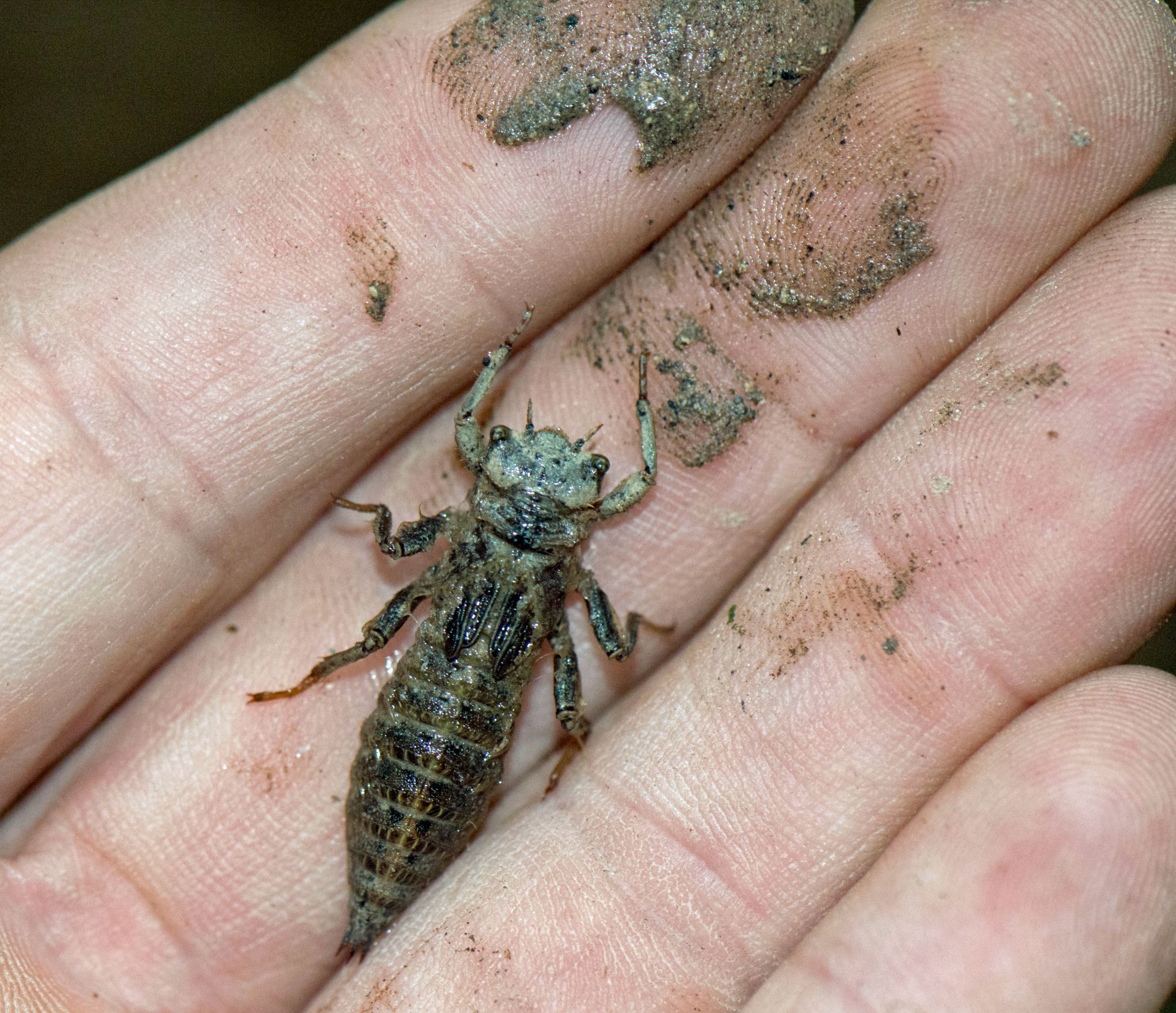 Die Larve einer Gestreiften Quelljungfer auf einer Hand.