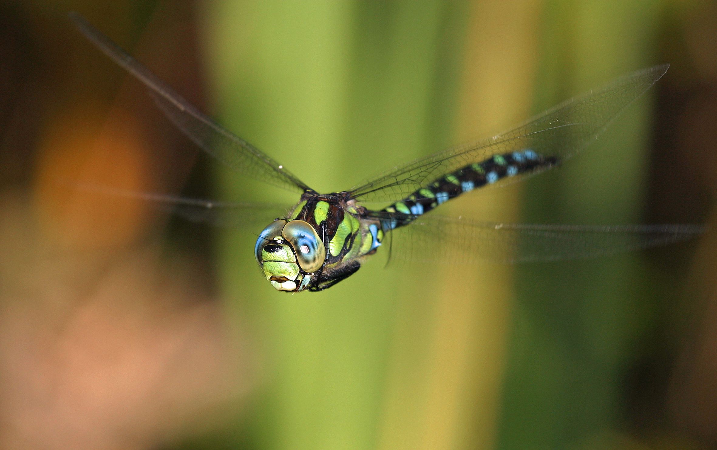 Libellen in Bayern: Eine Blaugrüne Mosaikjungfer im Flug (Foto: Wolfgang Willner)