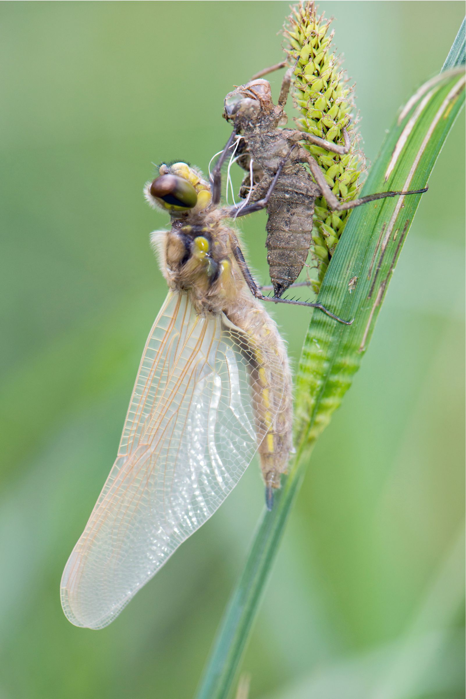 schlüpfende Libelle (Foto: BN-Archiv, Kai Frobel)