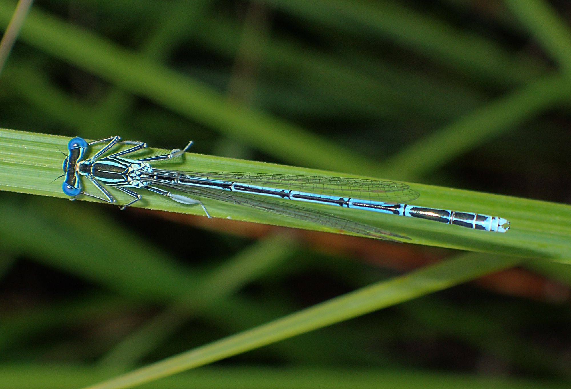 Männchen der Blauen Federlibelle (Foto: Wolfgang Willner)